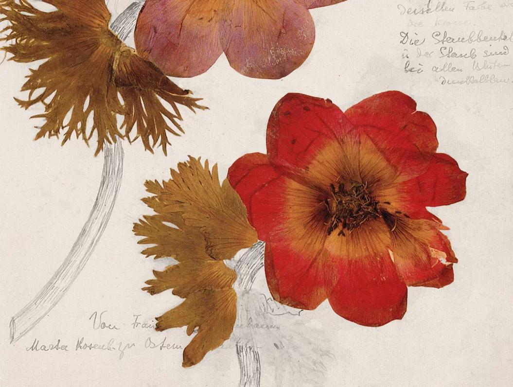 Rosa Luxemburg — Another Kind of Herbarium