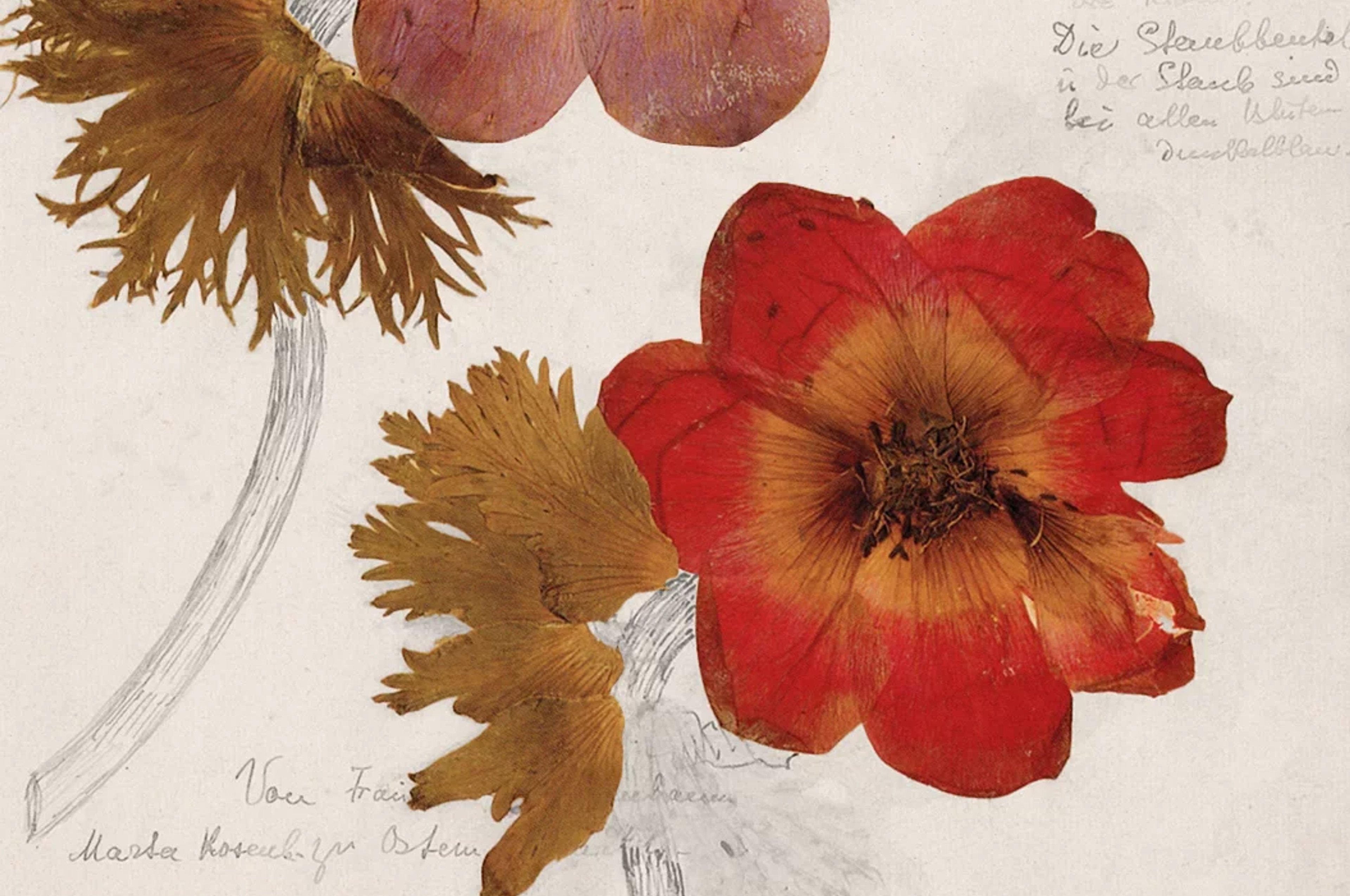 Rosa Luxemburg — Another Kind of Herbarium