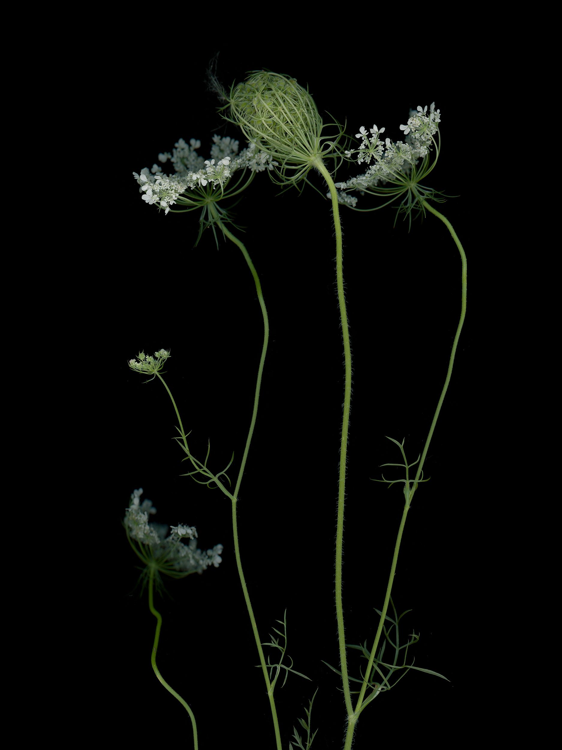 Daucus carota (Wild carot) — detail, HD Scan, Thalkirchen, Germany, 2025