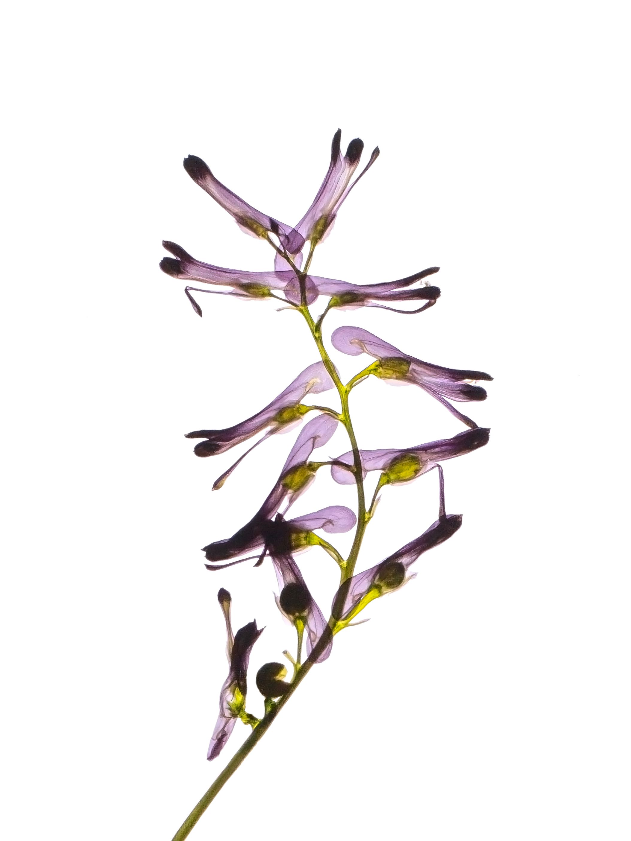 Fumaria officinalis (Earth smoke) — Backlit, Cercedilla, Spain, 2023 (HA-0143, plate II)