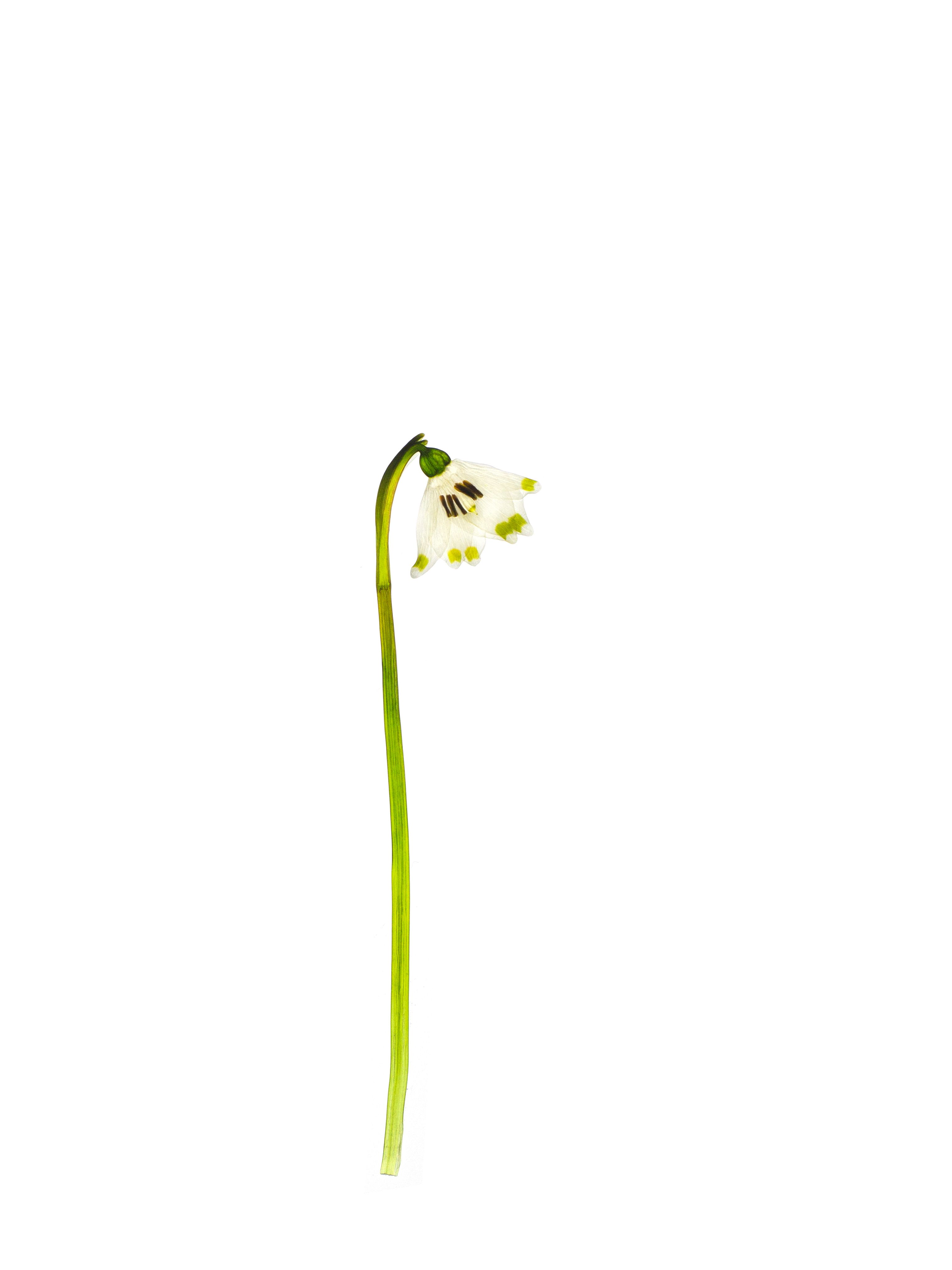 Leucojum vernum (Spring snowflake) — Pliezhausen (private property), Germany, 2020