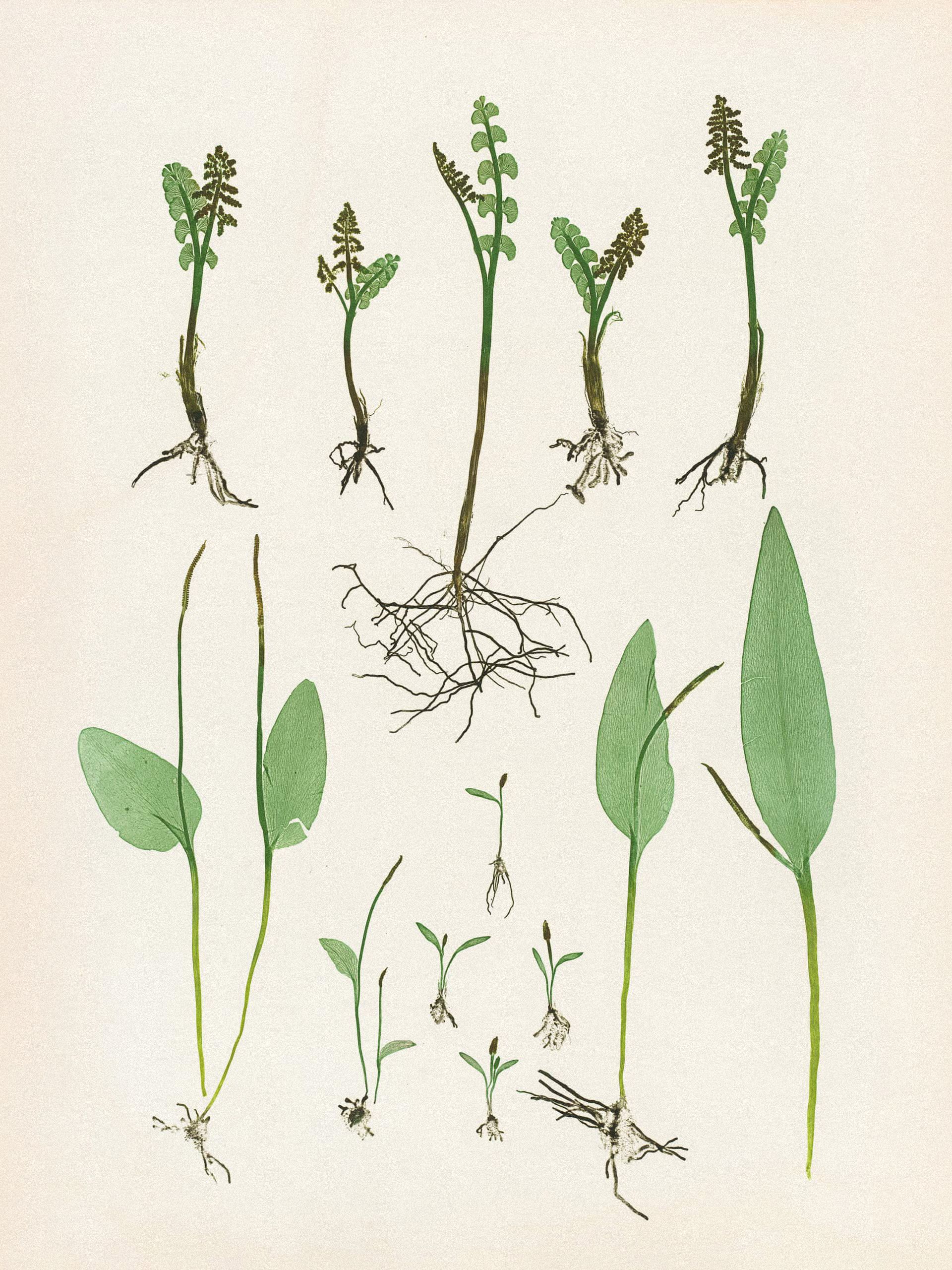 Henry Bradbury — Pioneer of Botanical Nature Printing