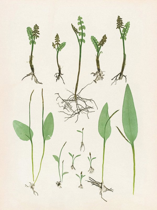 Henry Bradbury — Pioneer of Botanical Nature Printing