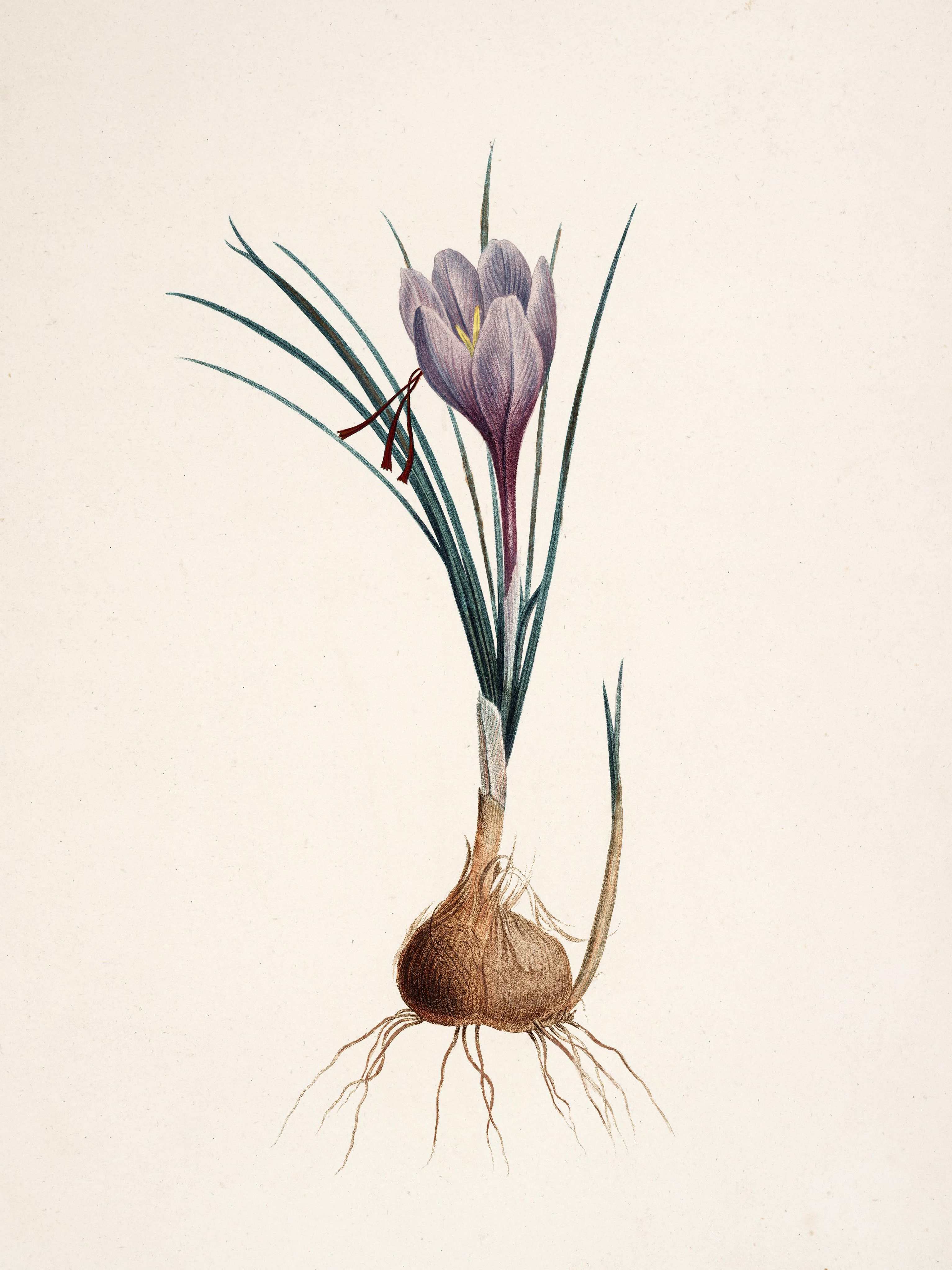 Pierre-Joseph Redouté — Raphael of Flowers