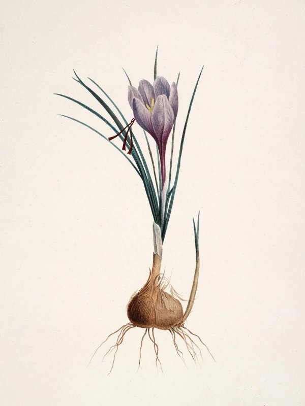 Pierre-Joseph Redouté — Raphael of Flowers