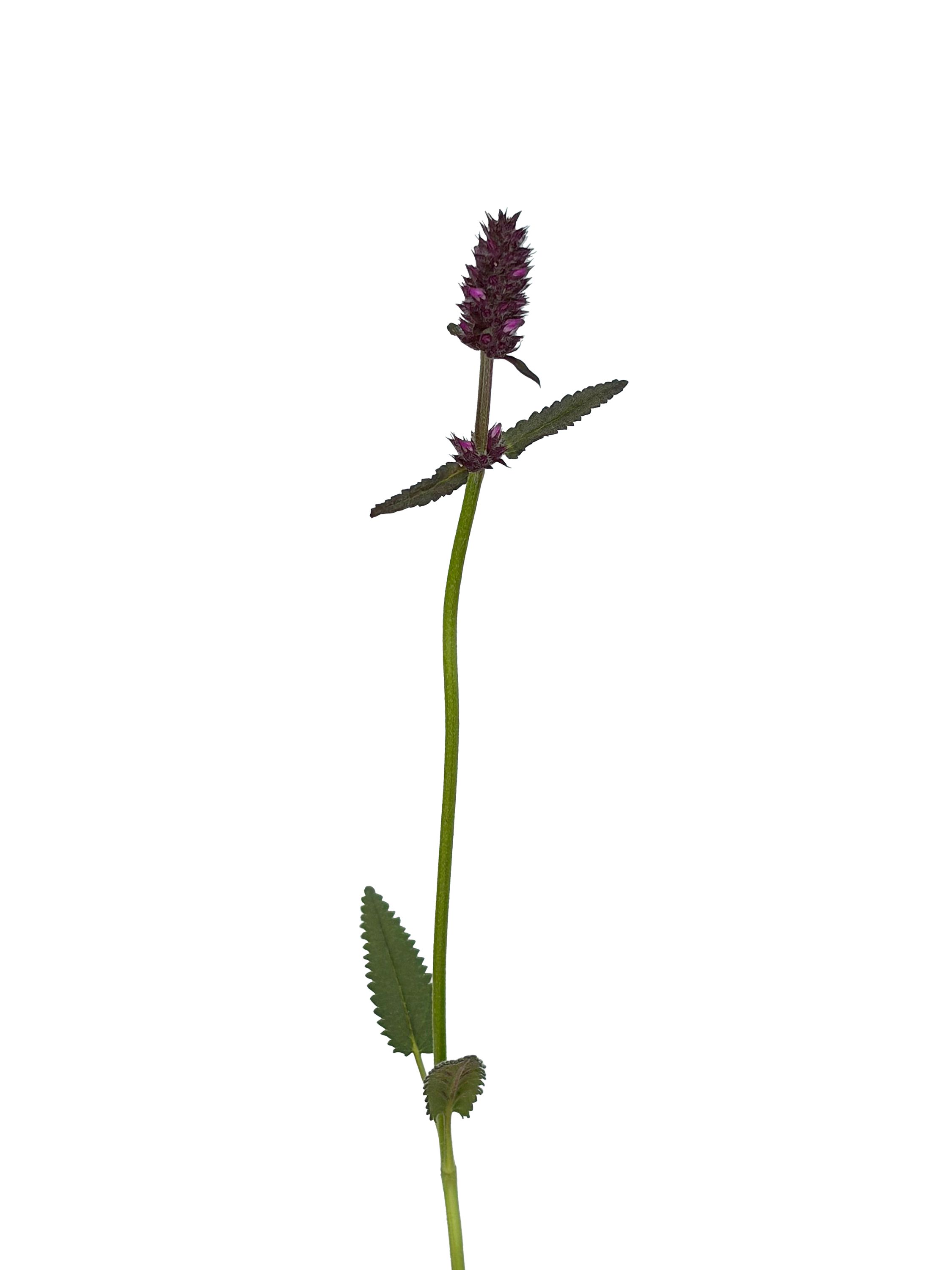 Betonica officinalis (Betony) — Belluno, Italy, 2026