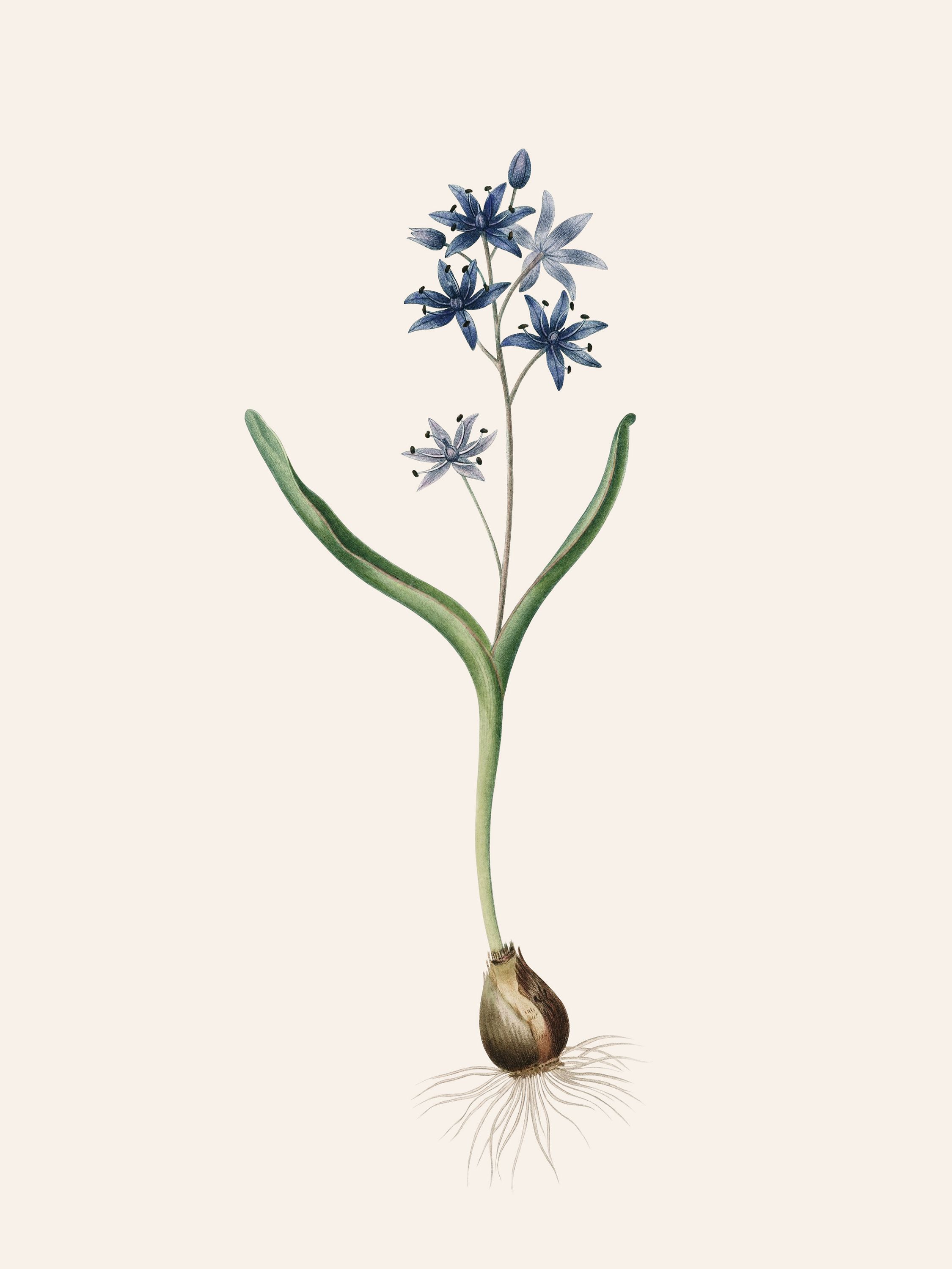Scilla bifolia (Alpine squill) — Plant Illustration, Les Liliacées, Vol. 5/ Pl. 254