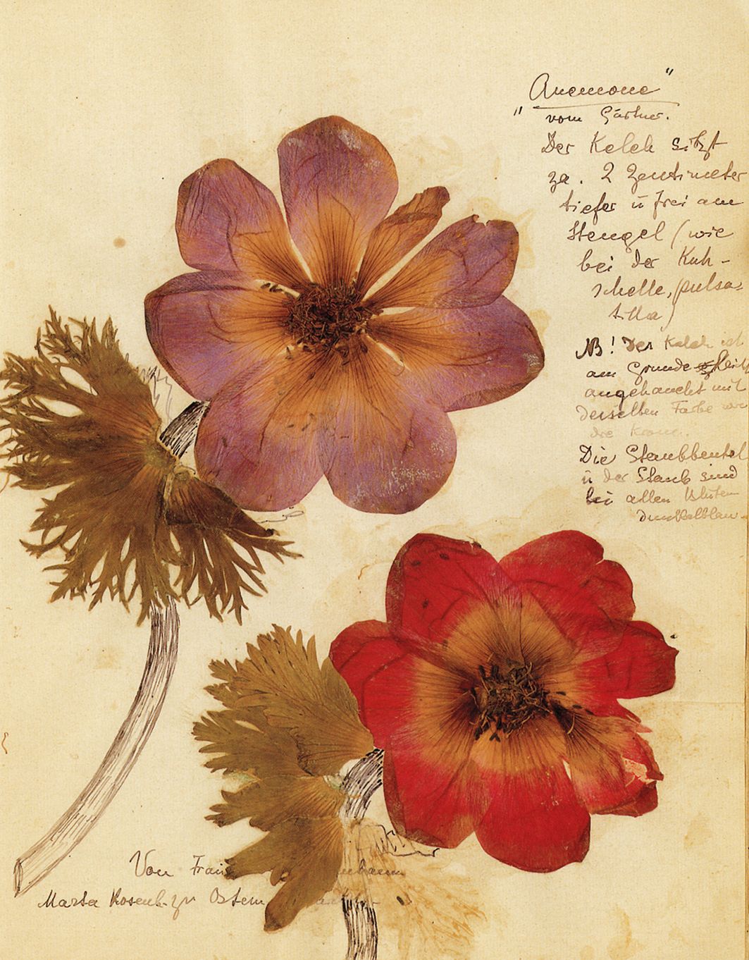 Rosa Luxemburg — Another Kind of Herbarium