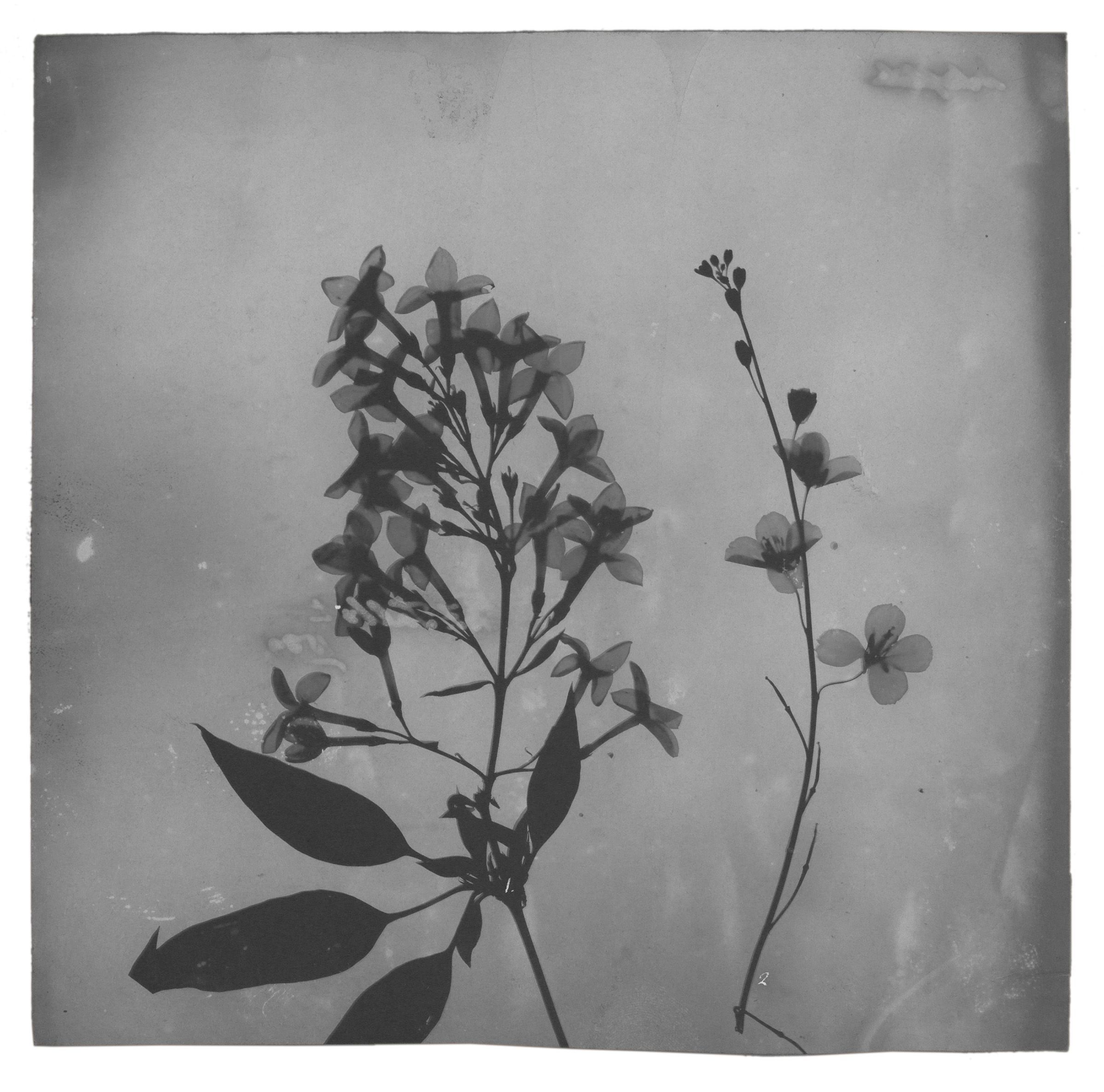 Fox Talbot — The First Reproducible Plant Photographs 