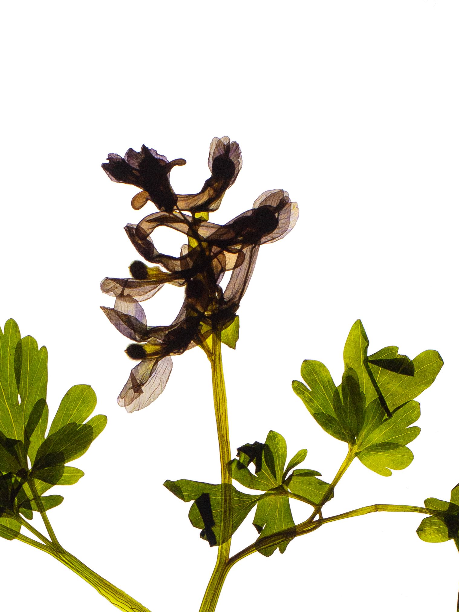 Corydalis cava (Hollowroot) — Backlit, Günzburg, Germany, 2024