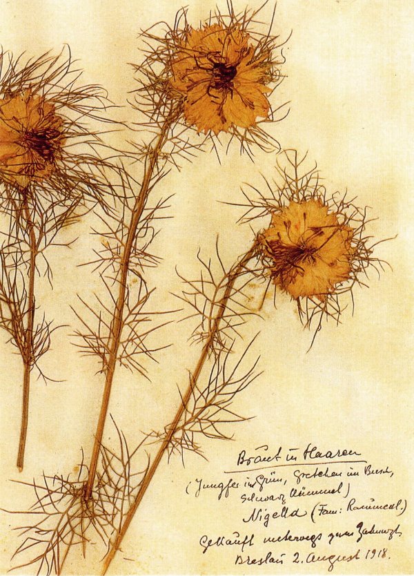 Rosa Luxemburg — Another Kind of Herbarium