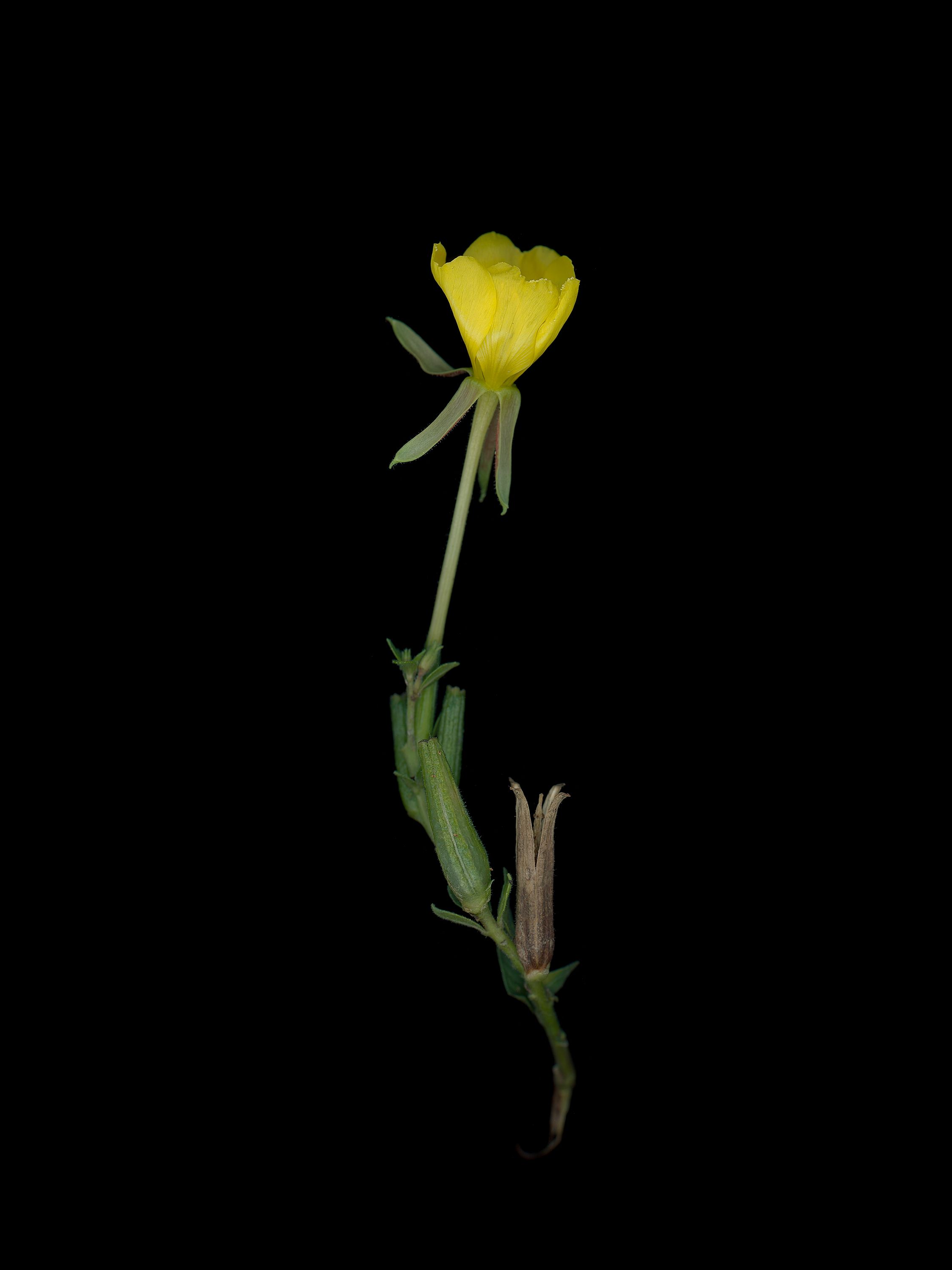 Oenothera biennis (Evening primrose) — Munich, Germany, 2025