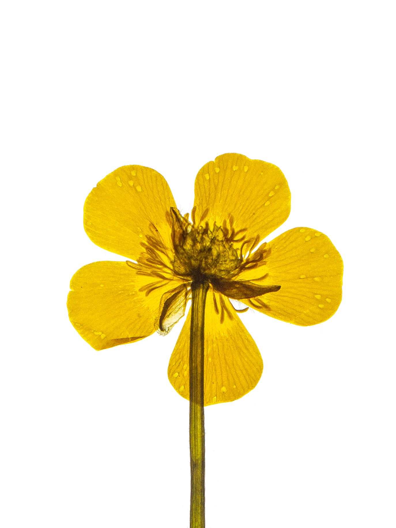 Ranunculus arvensis (Corn buttercup) — Backlit, Munich, Germany, 2024 (HA-0176, plate II)