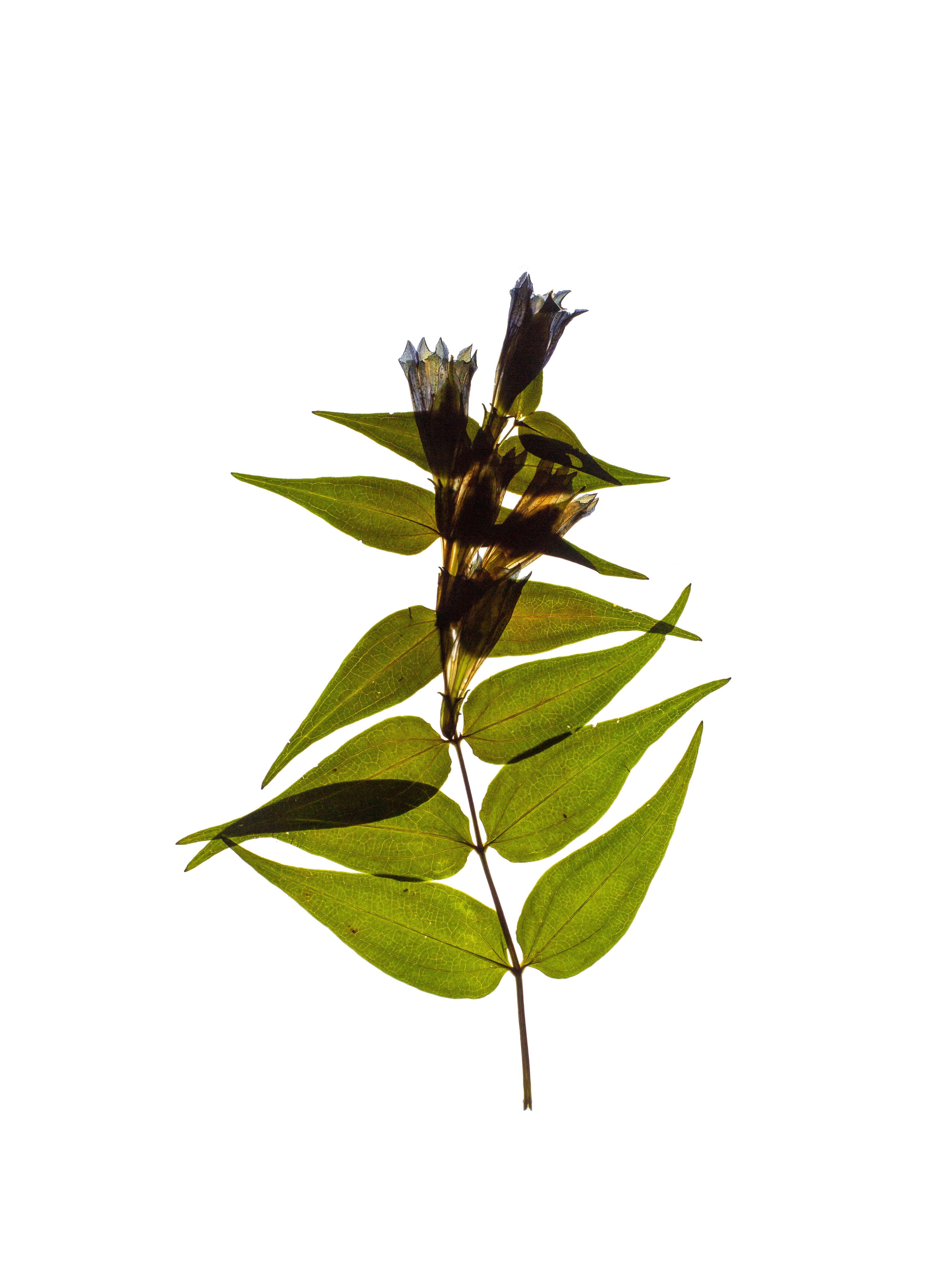 Gentiana asclepiadea (Willow gentian) — Backlit, Petrovo Brdo, Slovenia, 2022