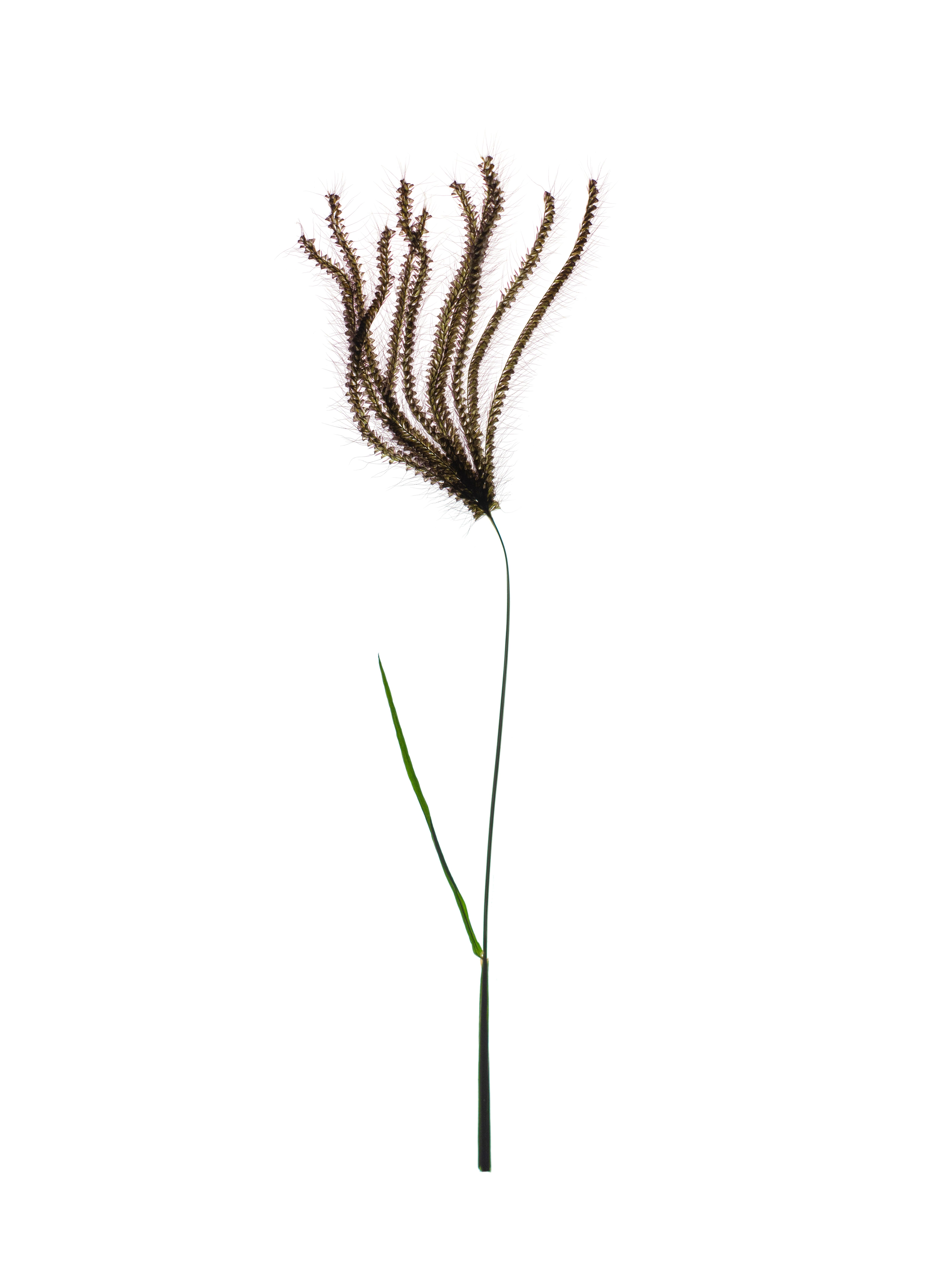Chloris barbata (Swollen fingergrass) — Accra, Ghana, 2018