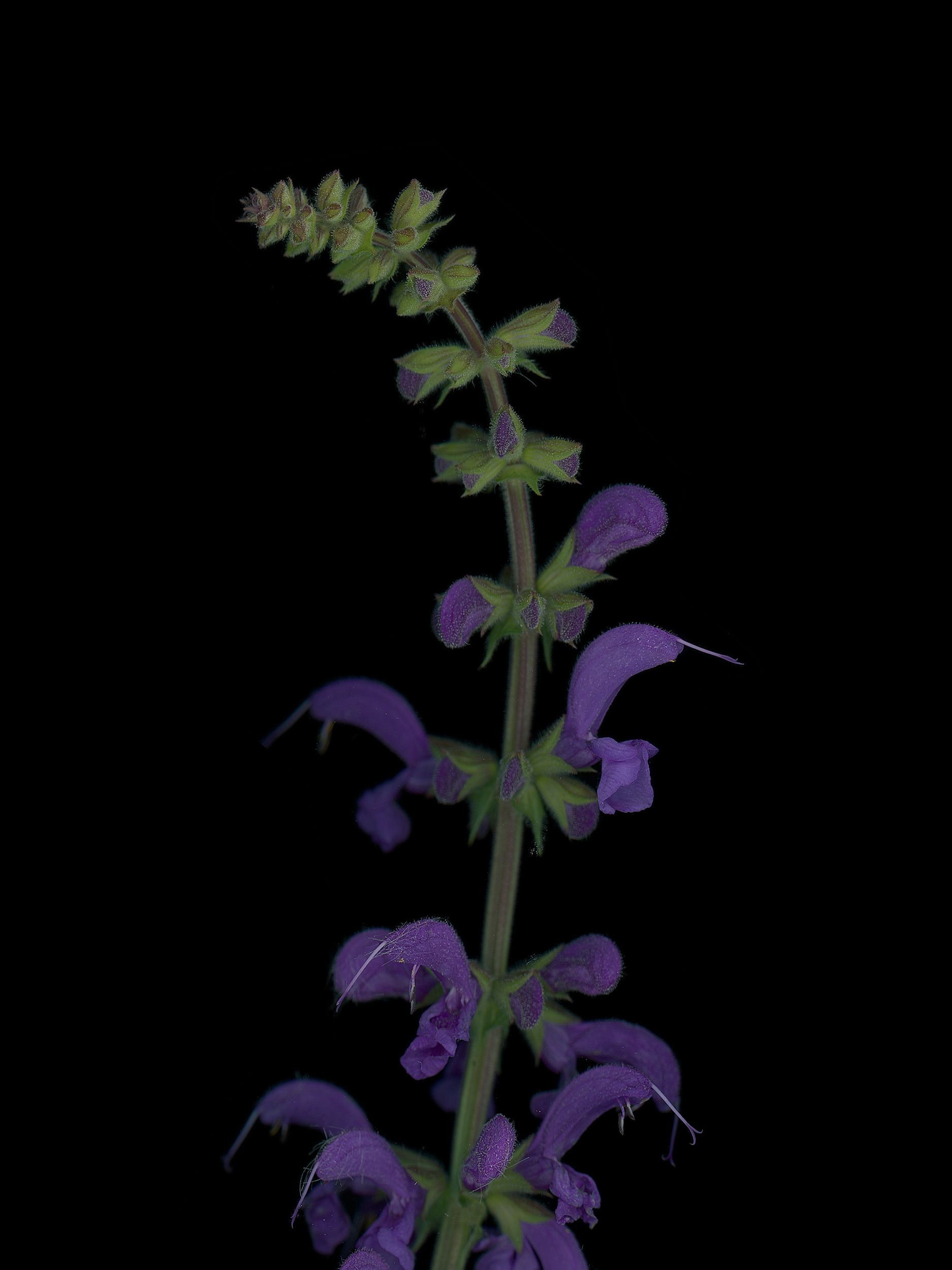 Salvia pratensis (Meadow sage) — HD Scan, Thalkirchen, Germany, 2025