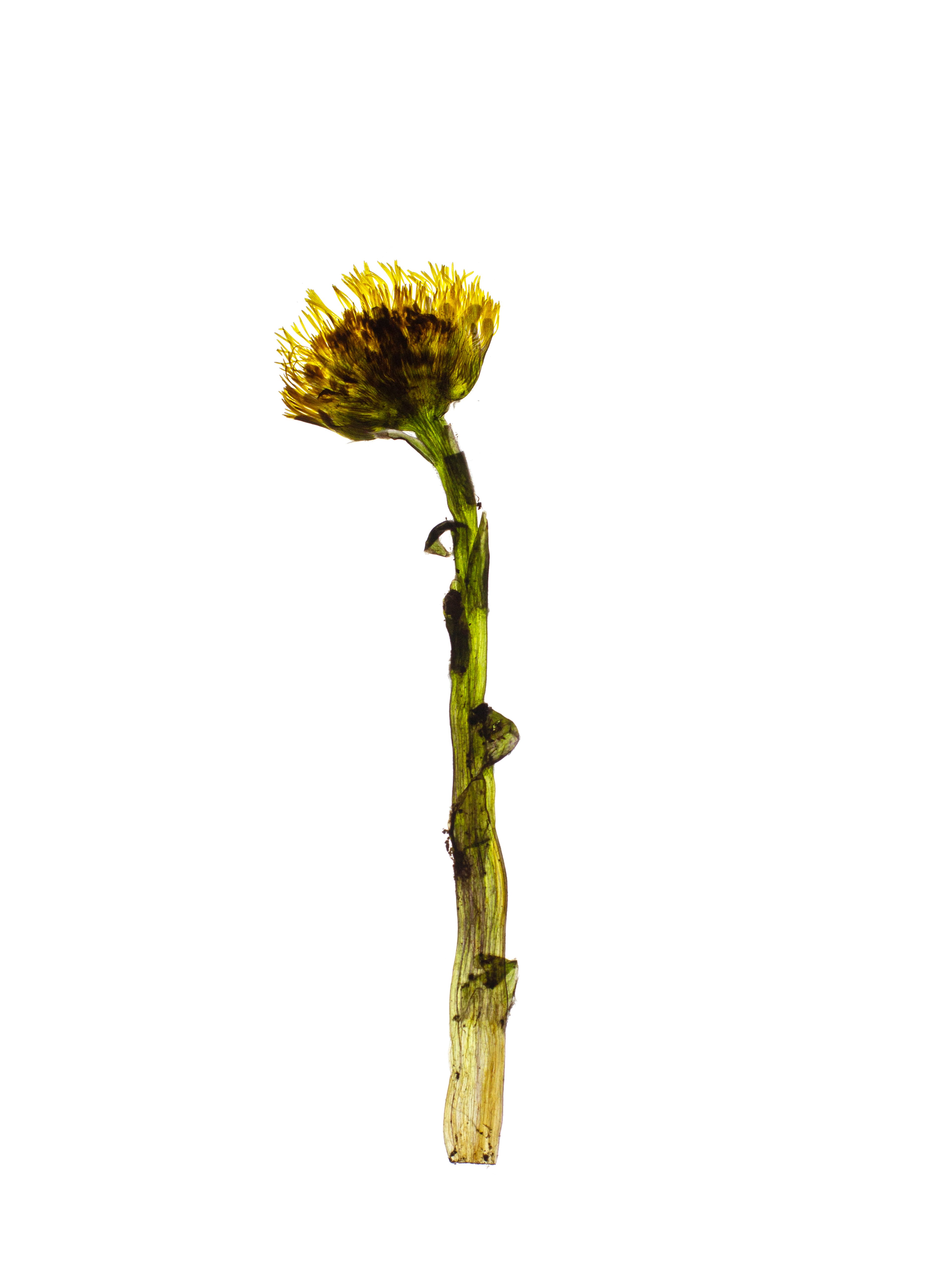 Tussilago farfara (Coltsfoot) — Backlit, Pliezhausen, Germany, 2021