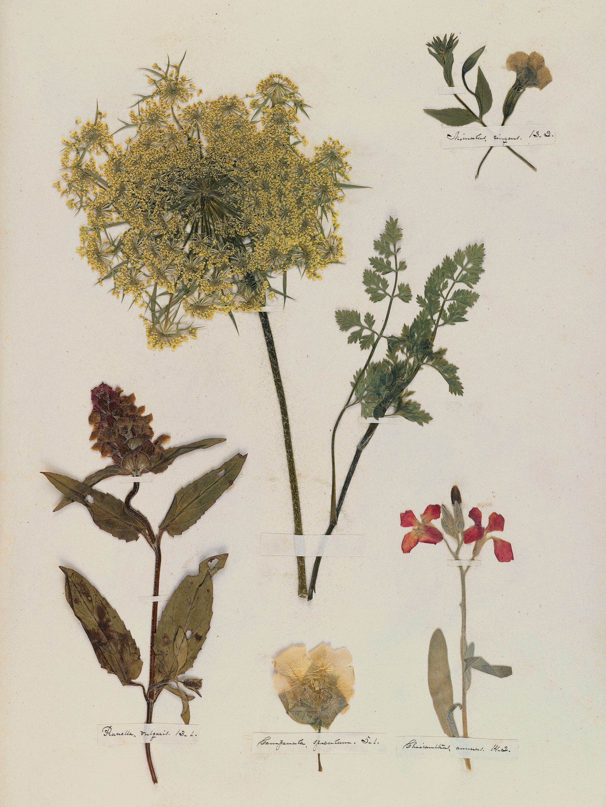 Emily Dickinson — A Poet's Early Herbarium