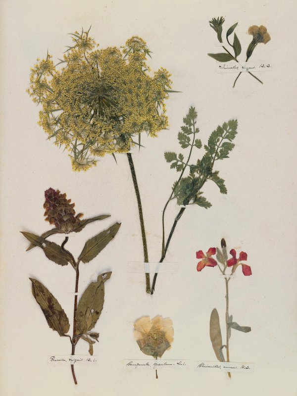 Emily Dickinson — A Poet's Early Herbarium
