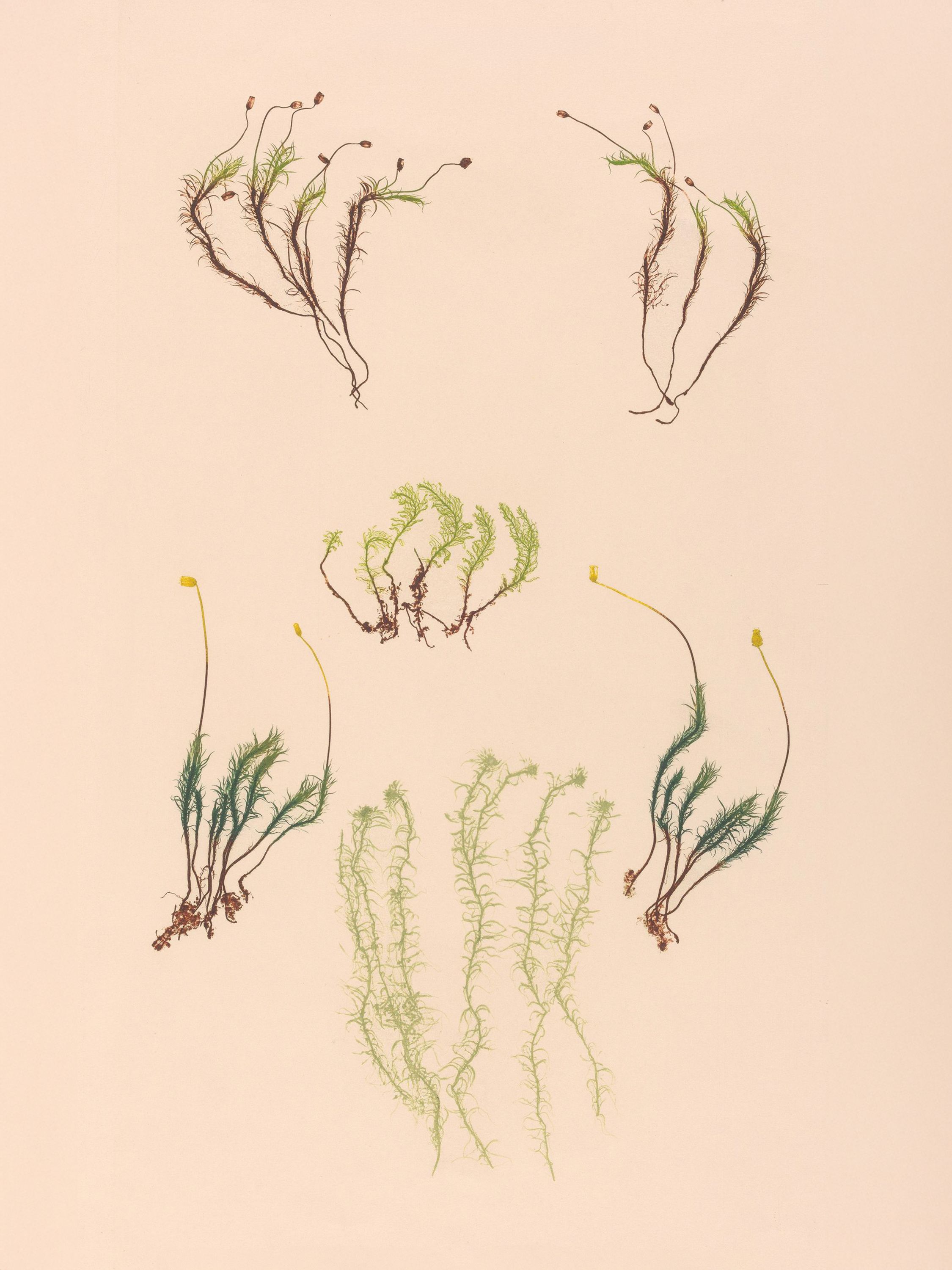Nature-print