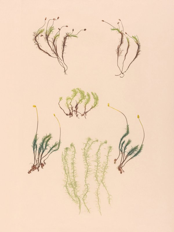 Nature-print