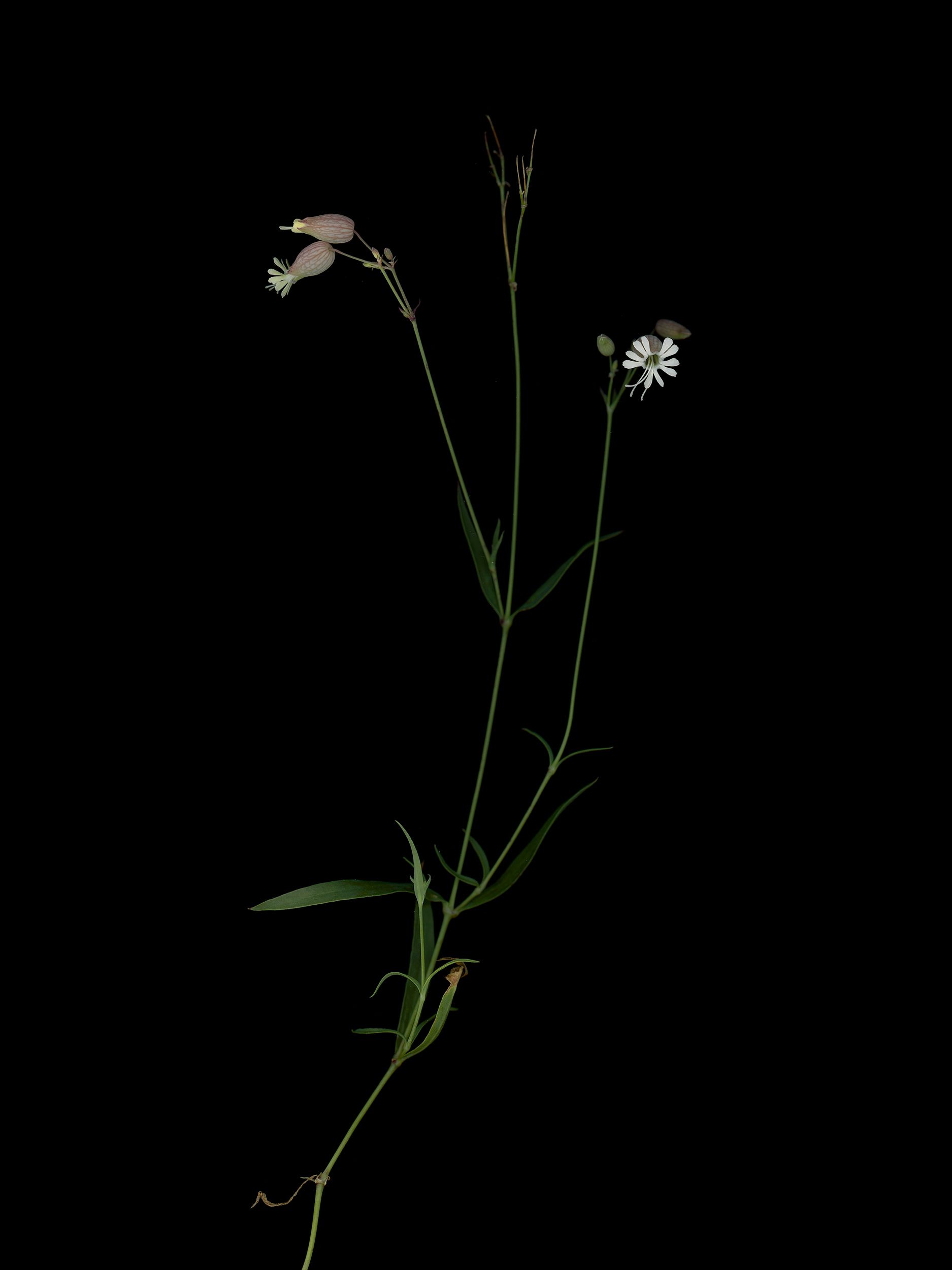 Silene vulgaris (Bladder campion) — HD Scan, Thalkirchen, Germany, 2025