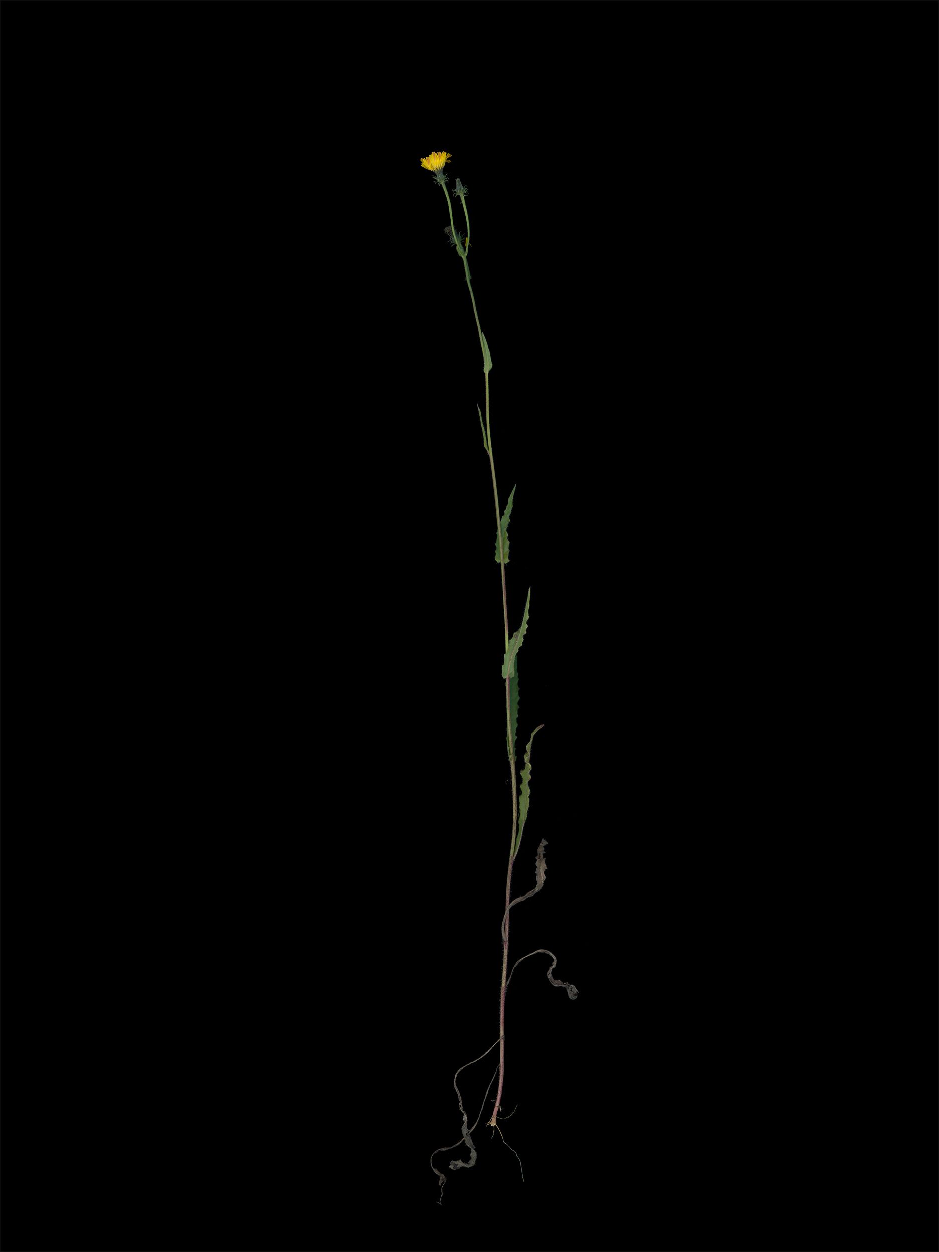 Picris Hieracioides (Hawkweed oxtongue) — HD Scan, Thalkirchen, Germany, 2025