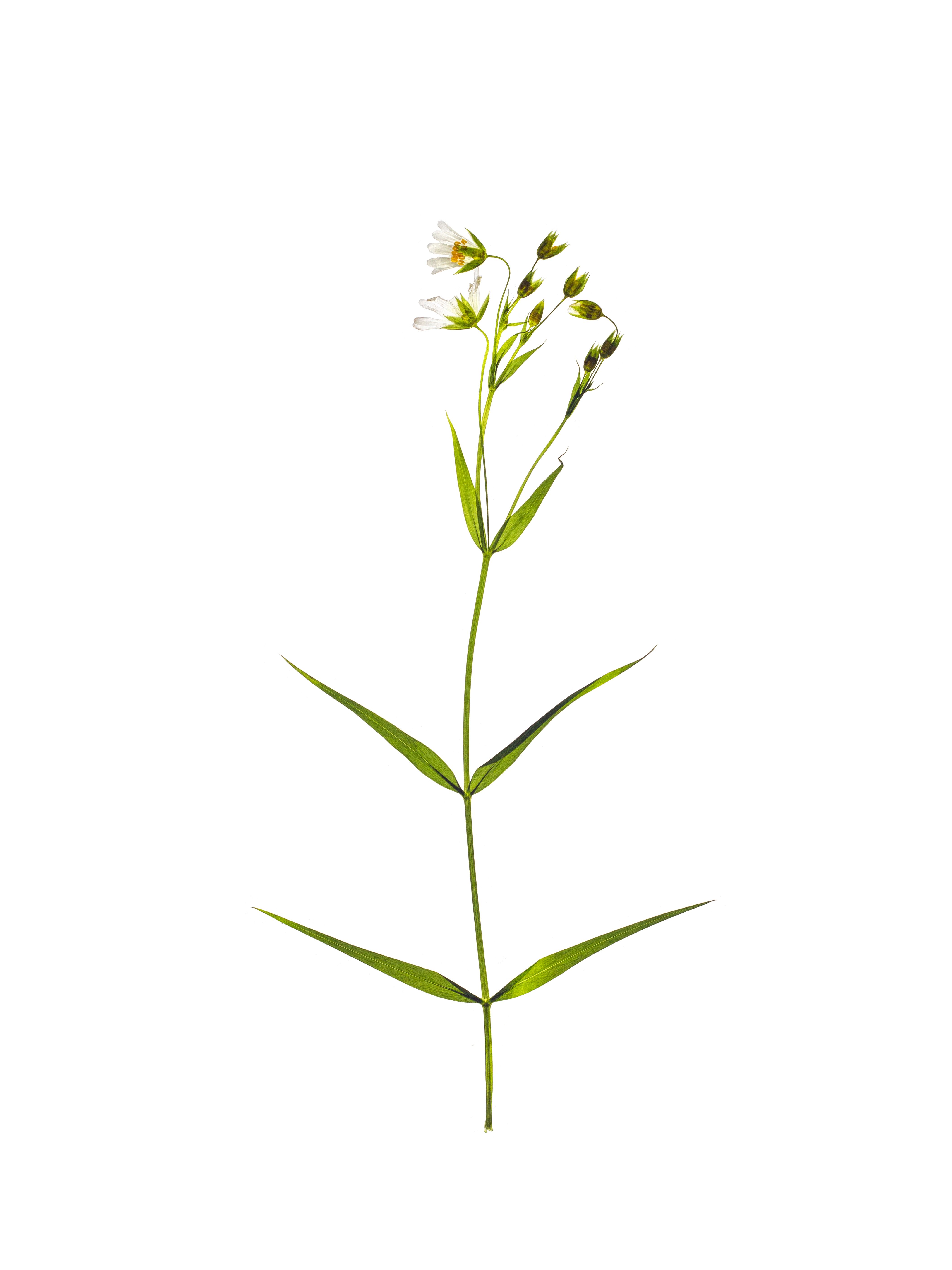 Stellaria holostea (Greater stitchwort) — Backlit, Stuttgart, Germany, 2022