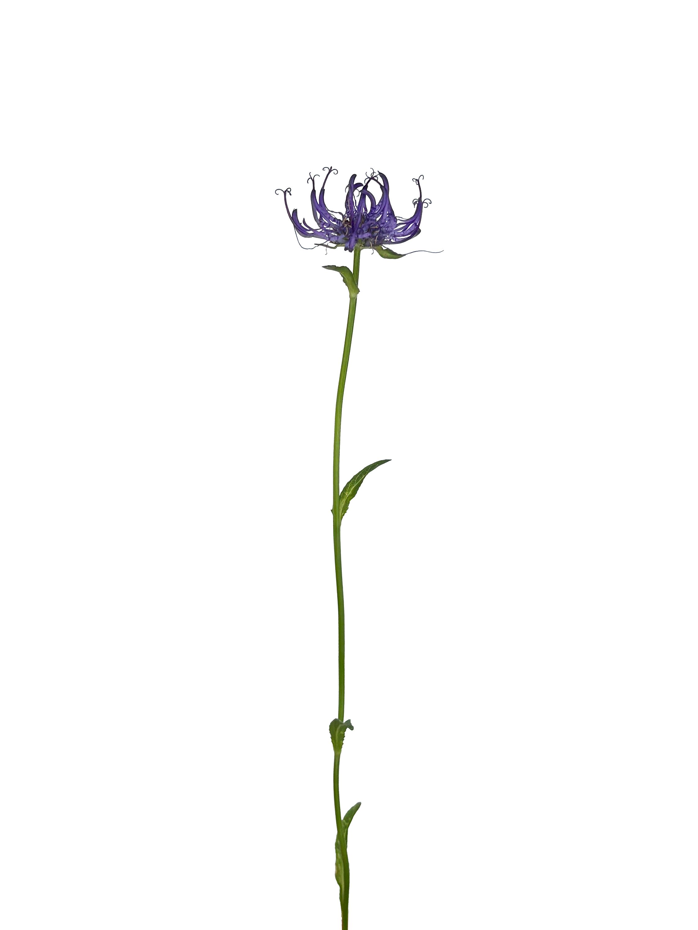 Phyteuma orbiculare (Round-headed rampion) — Photograph, Belluno, Italy, 2026