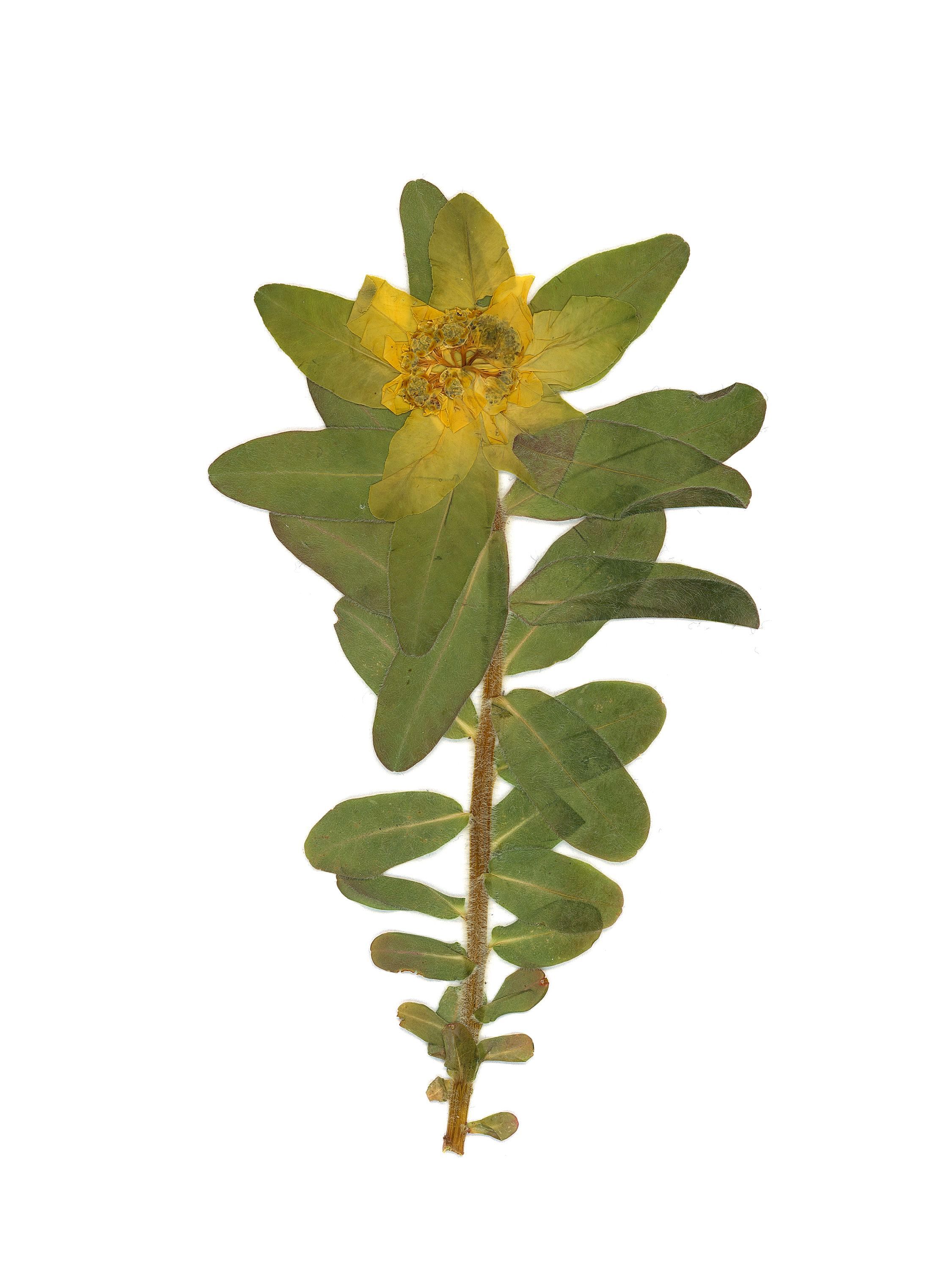 Euphorbia hyberna (Hybernal spurge) — Pressed, Stuttgart, Germany, 2022