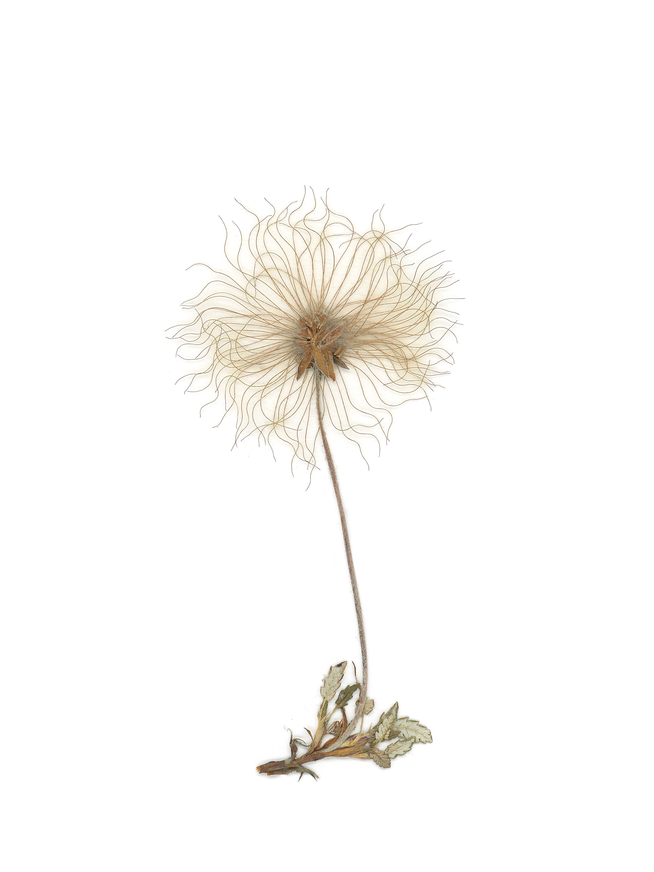 Dryas octopetala (Mountain avens) — Iceland, 2018
