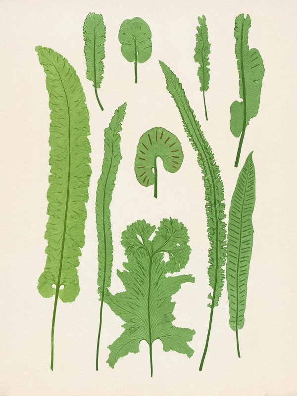 Henry Bradbury — Pioneer of Botanical Nature Printing