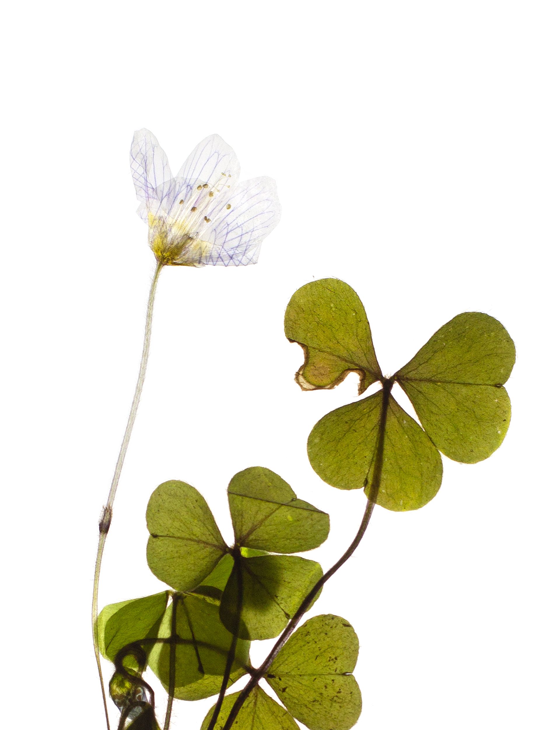 Oxalis acetosella (Wood sorrel) — Backlit, Pliezhausen, Germany, 2020