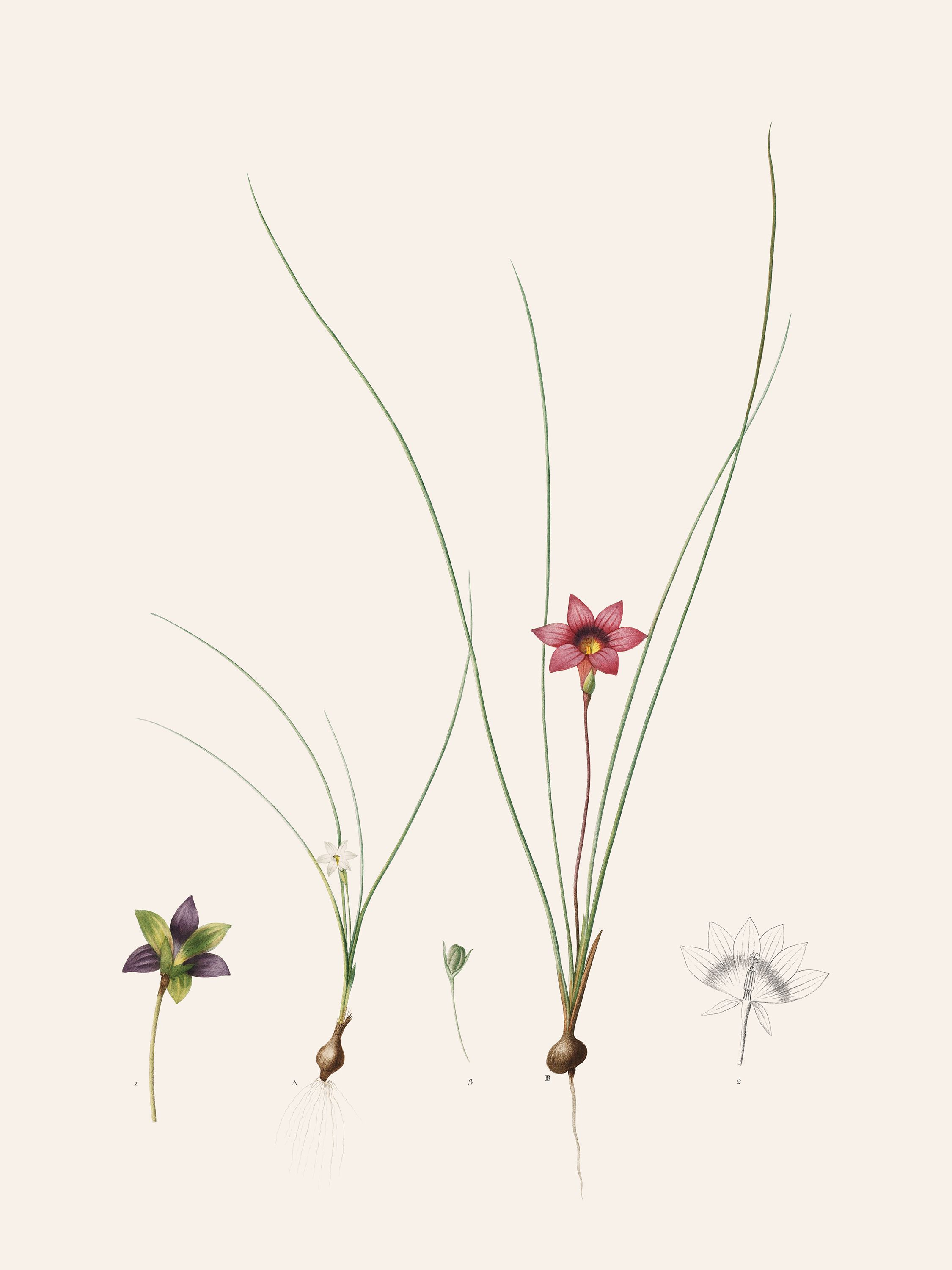 Romulea bulbocodium (Sand crocus) — Plant Illustration, Pierre-Joseph Redouté, Les Liliacées, Vol. 5/ Pl. 263