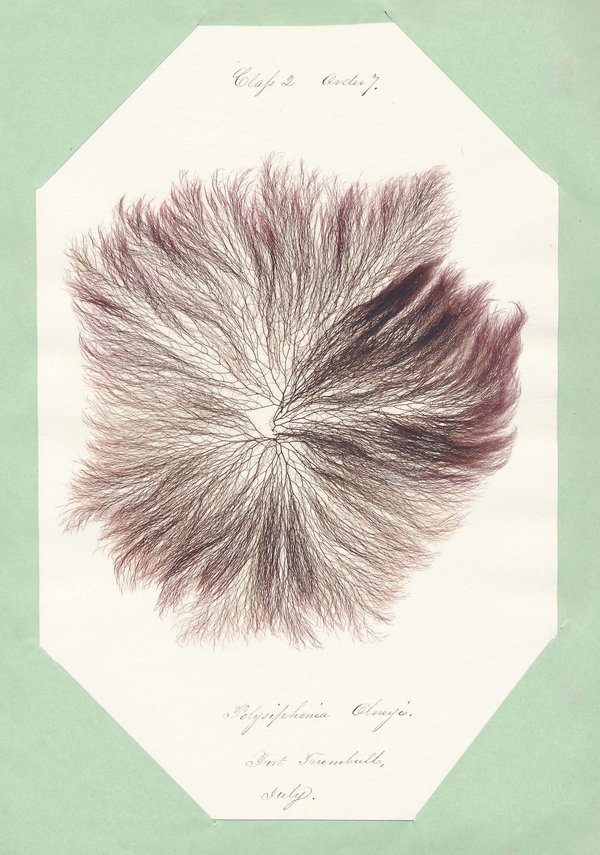 Eliza M. French — A Seaweed Collection