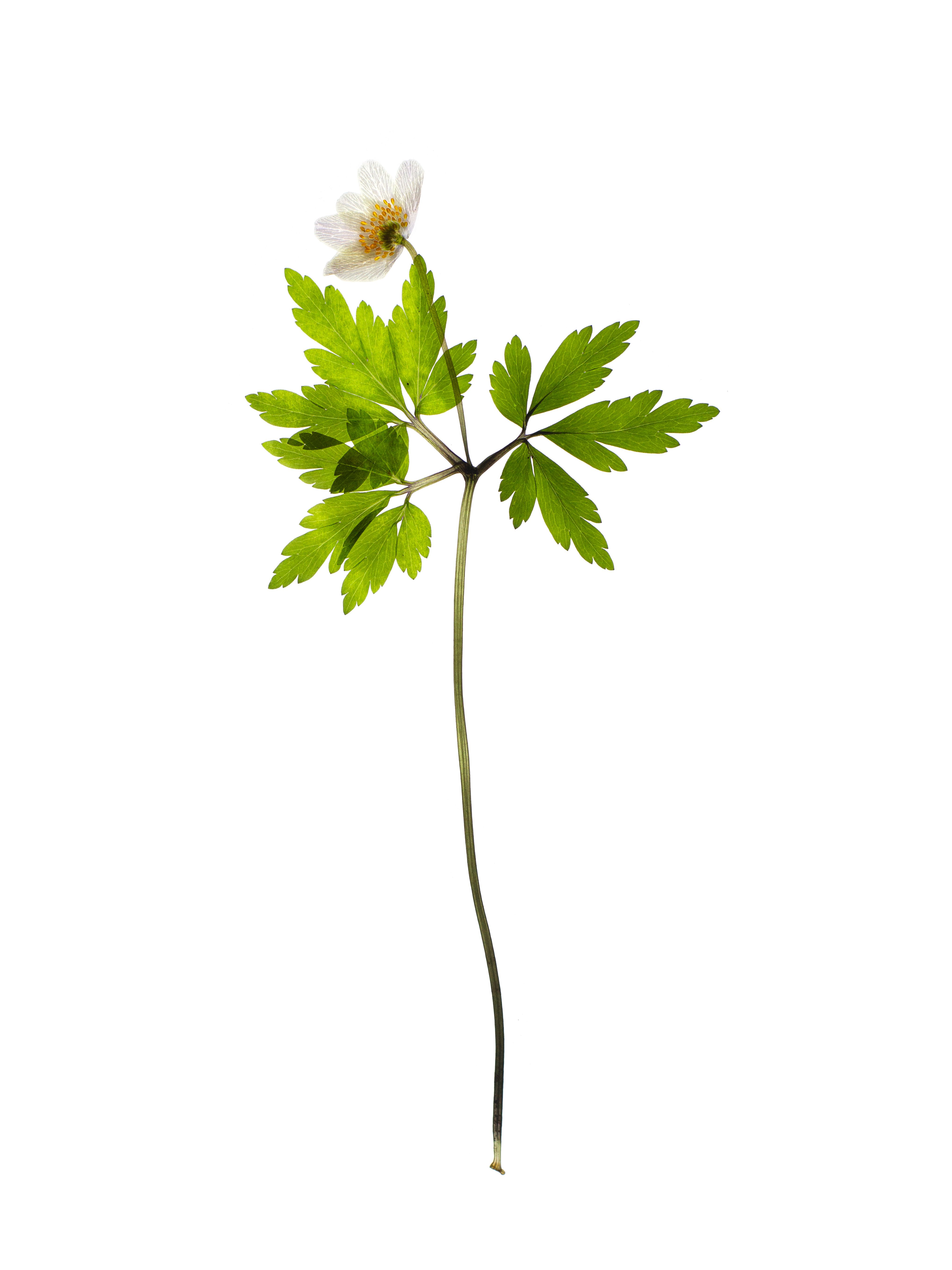 Anemone quinquefolia (Windflower) — Backlit, Pliezhausen, Germany, 2020
