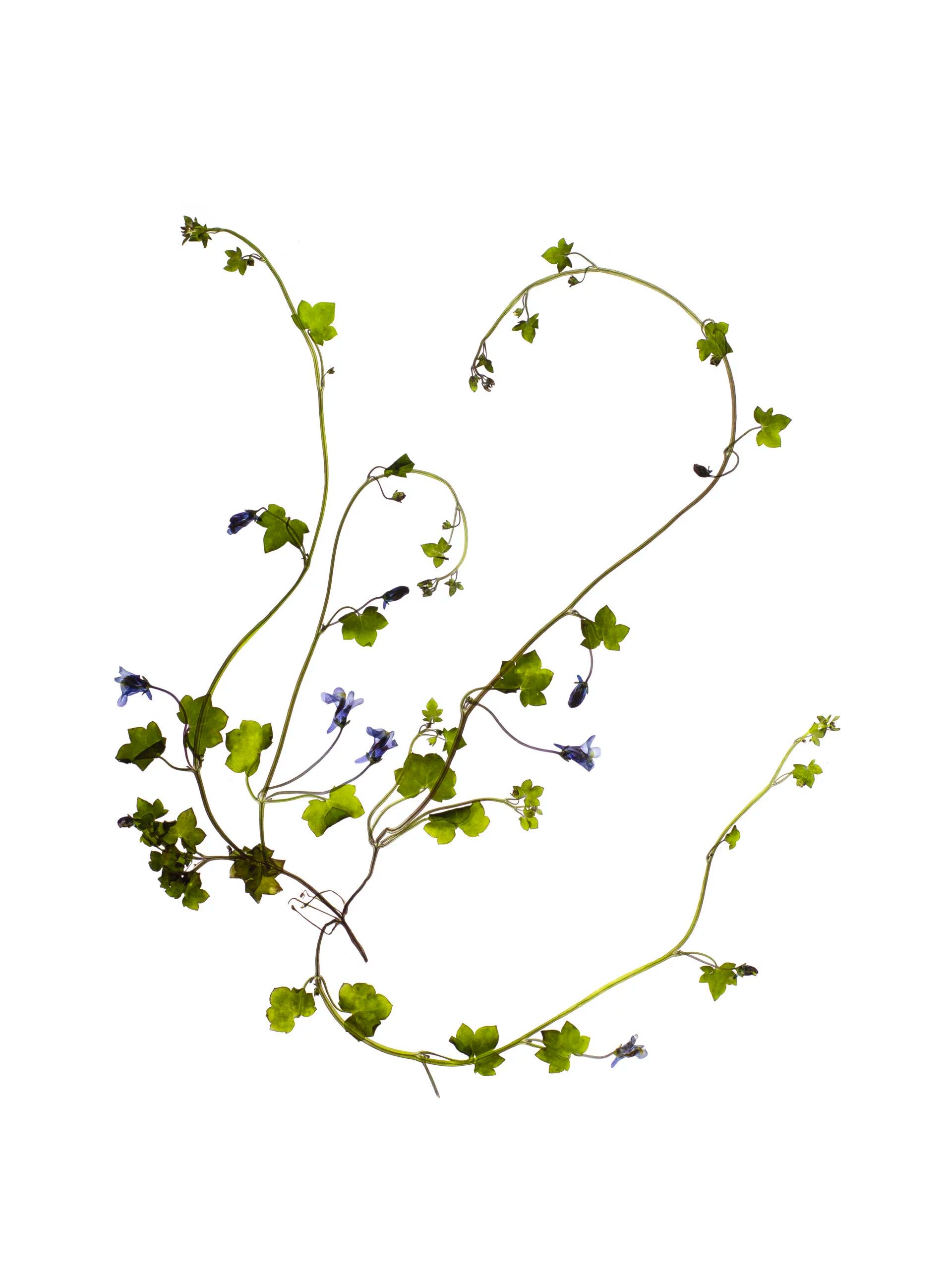 Cymbalaria muralis (Ivy-leaved toadflax) — Stuttgart, Germany, 2021