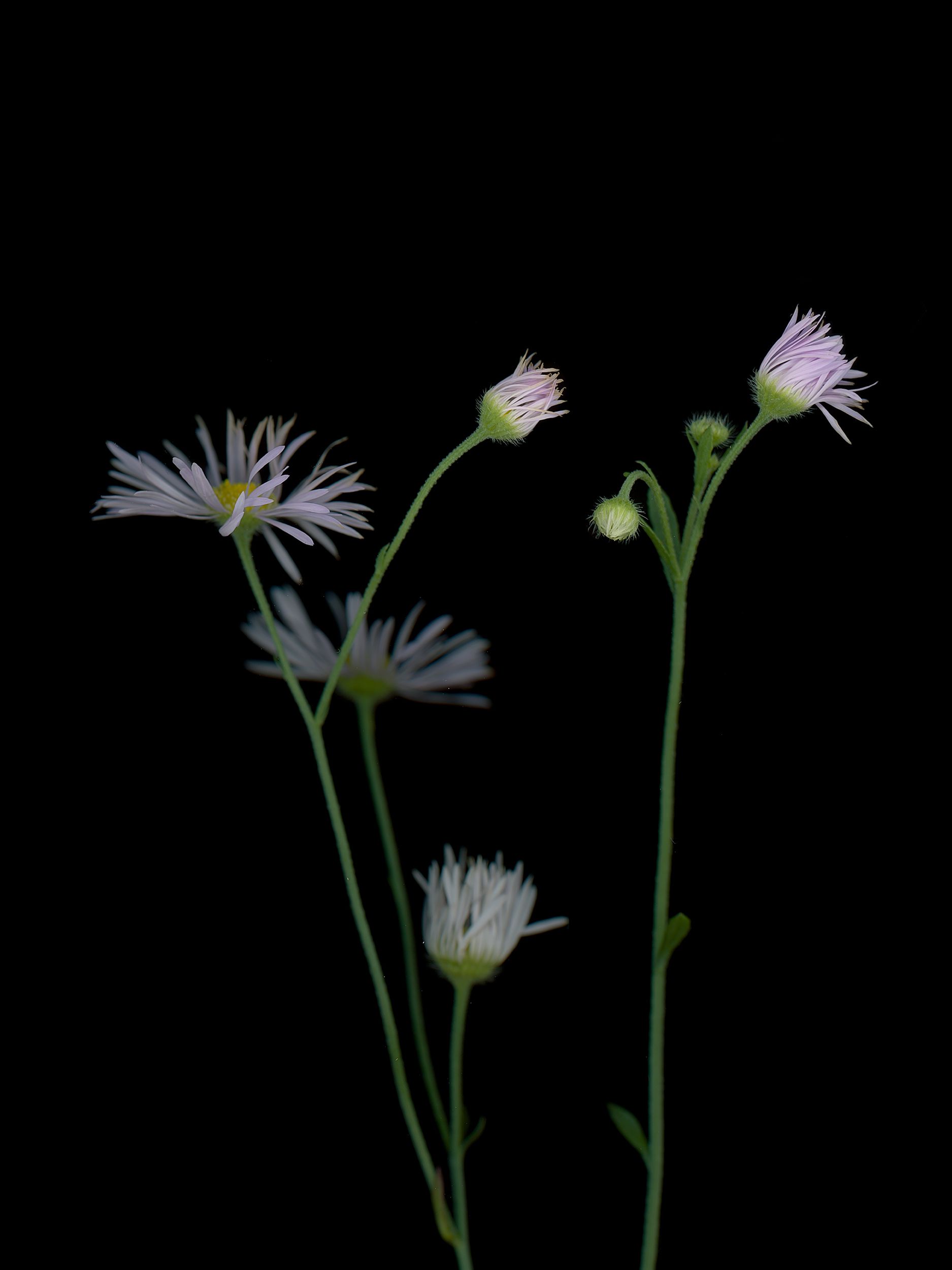 Erigeron annuus (Daisy fleabane) — detail, HD Scan, Thalkirchen, Germany, 2025