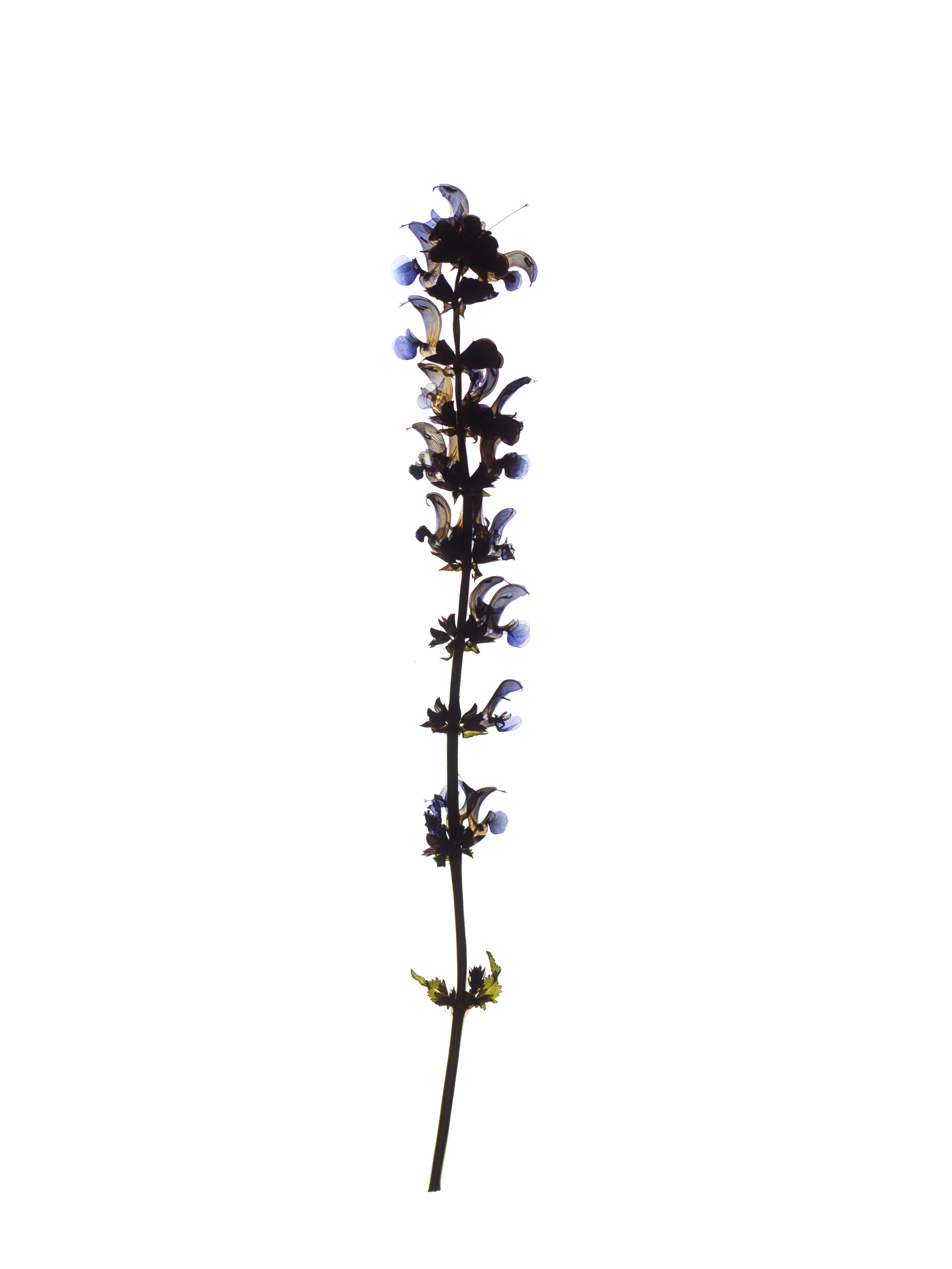 Salvia pratensis (Meadow sage) — Backlit, Offenbach, Germany, 2019