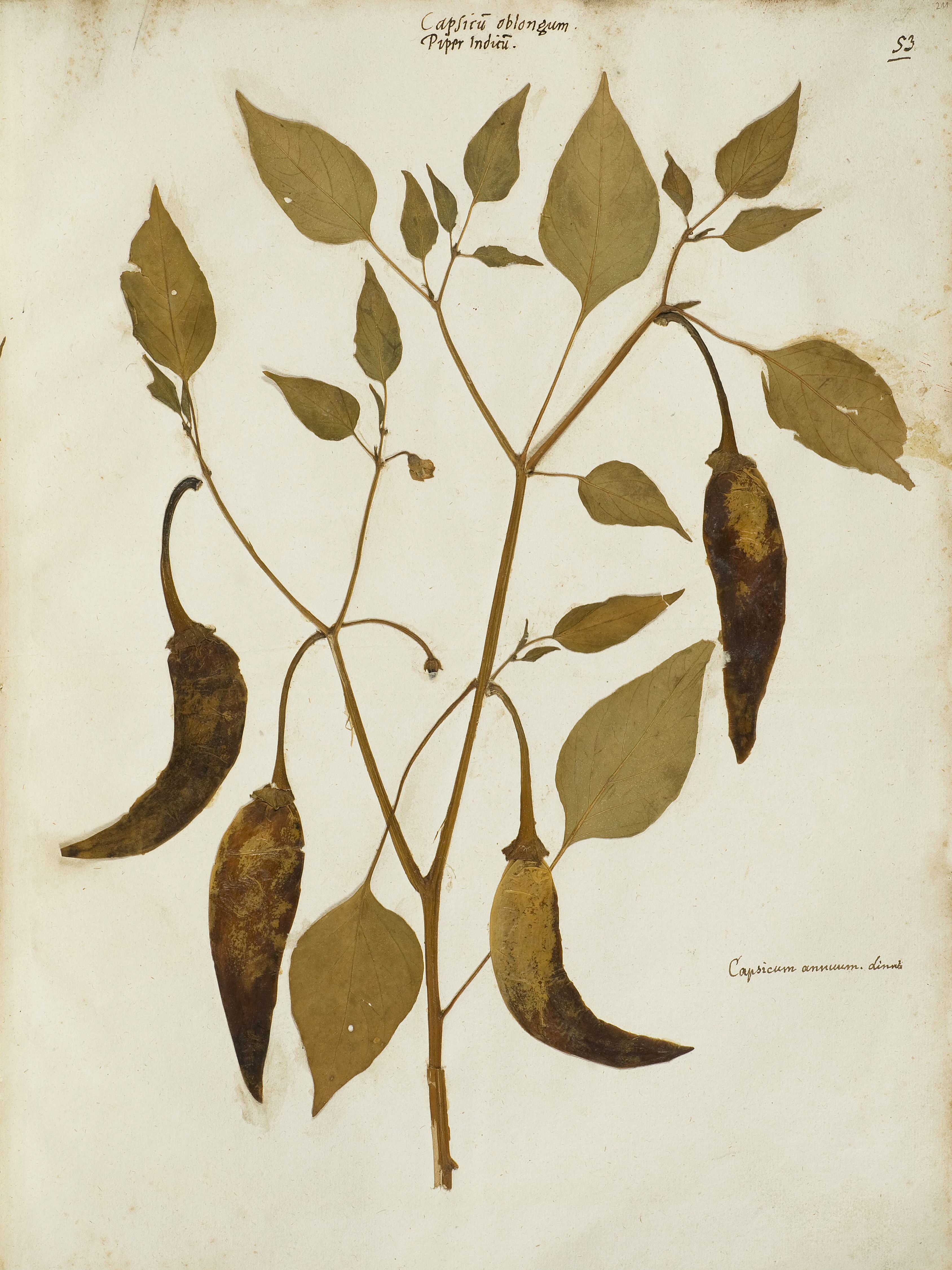 Felix Platter — Origins of the Herbarium