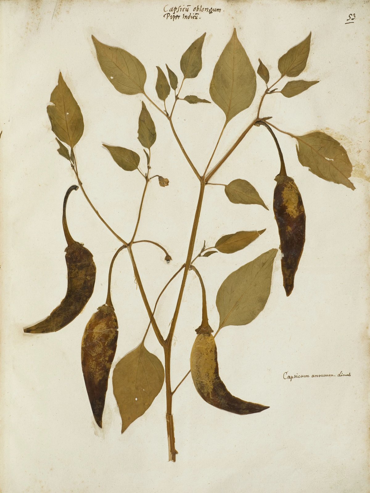 Felix Platter — Origins of the Herbarium