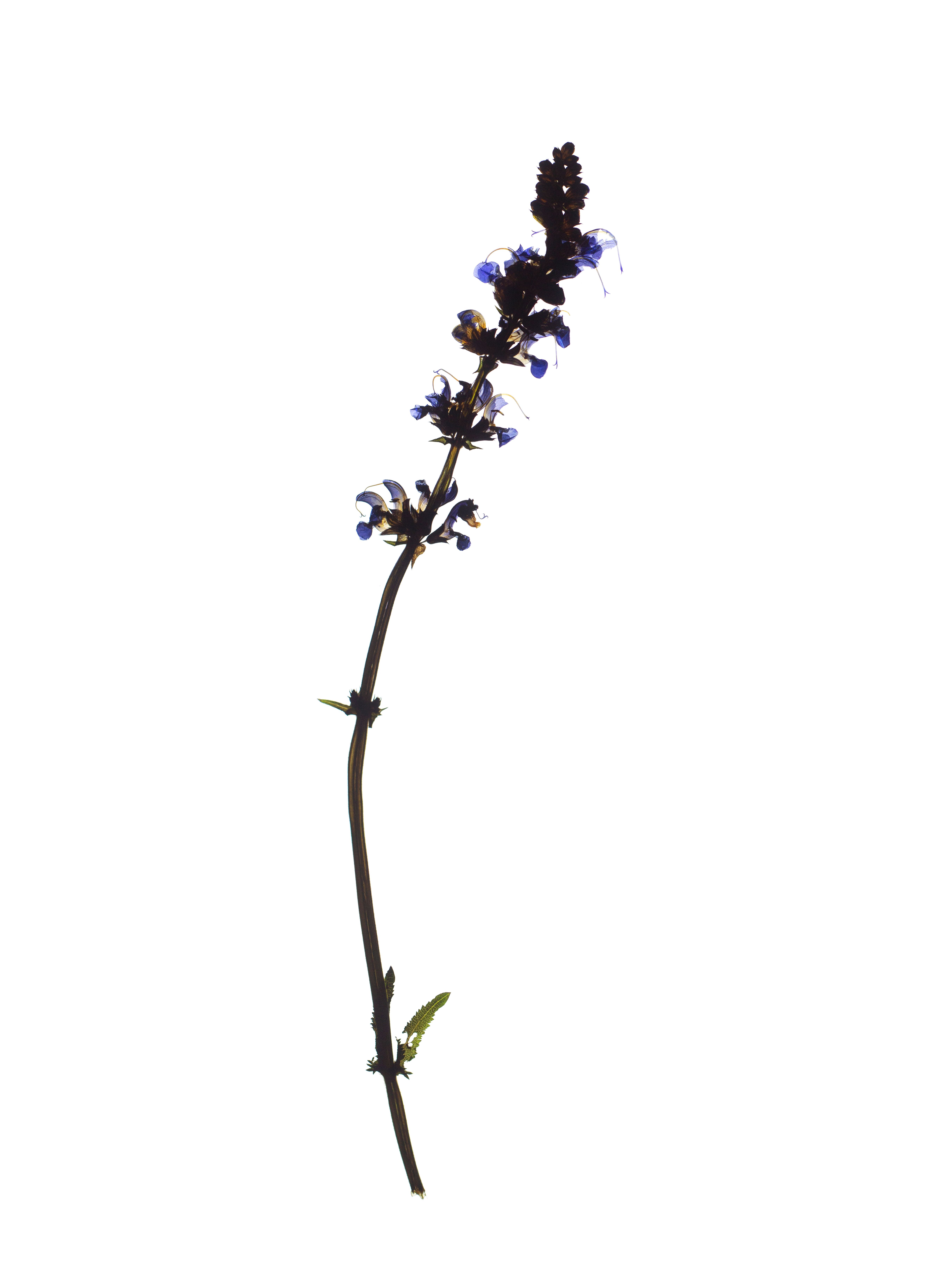 Salvia pratensis (Meadow sage) — Backlit, Offenbach, Germany, 2019