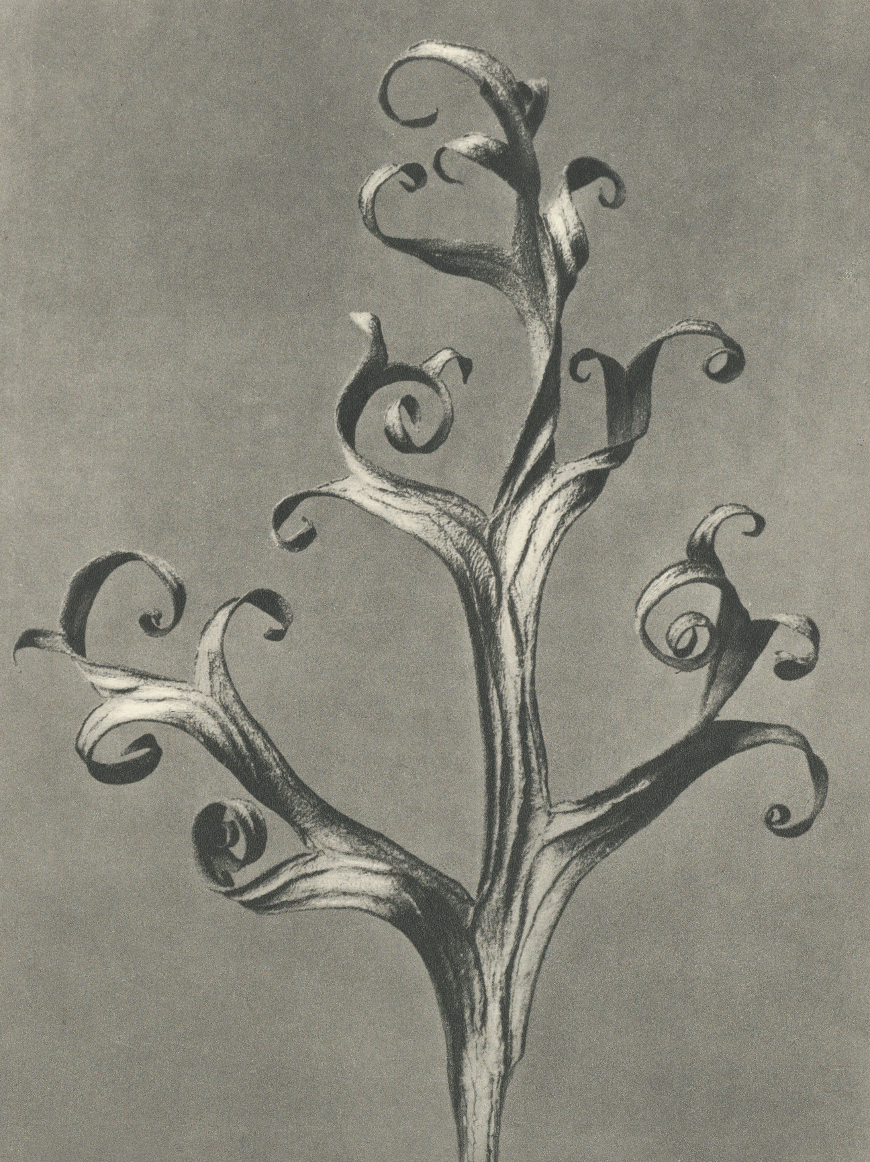 Karl Blossfeldt — Natural Design Archetypes