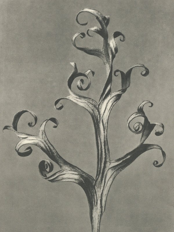 Karl Blossfeldt — Natural Design Archetypes