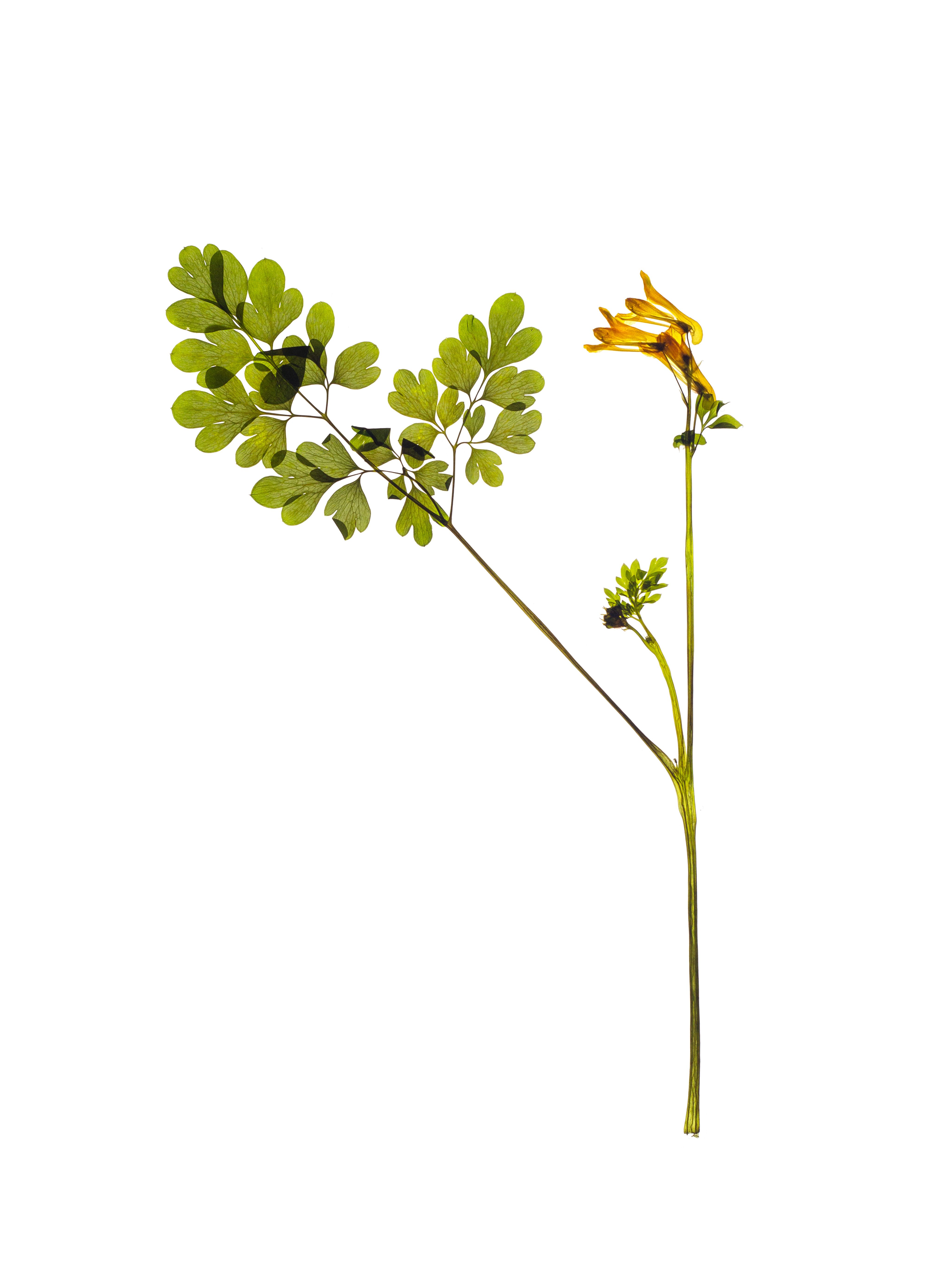 Pseudofumaria lutea (Yellow corydali) — Stuttgart, Germany, 2022