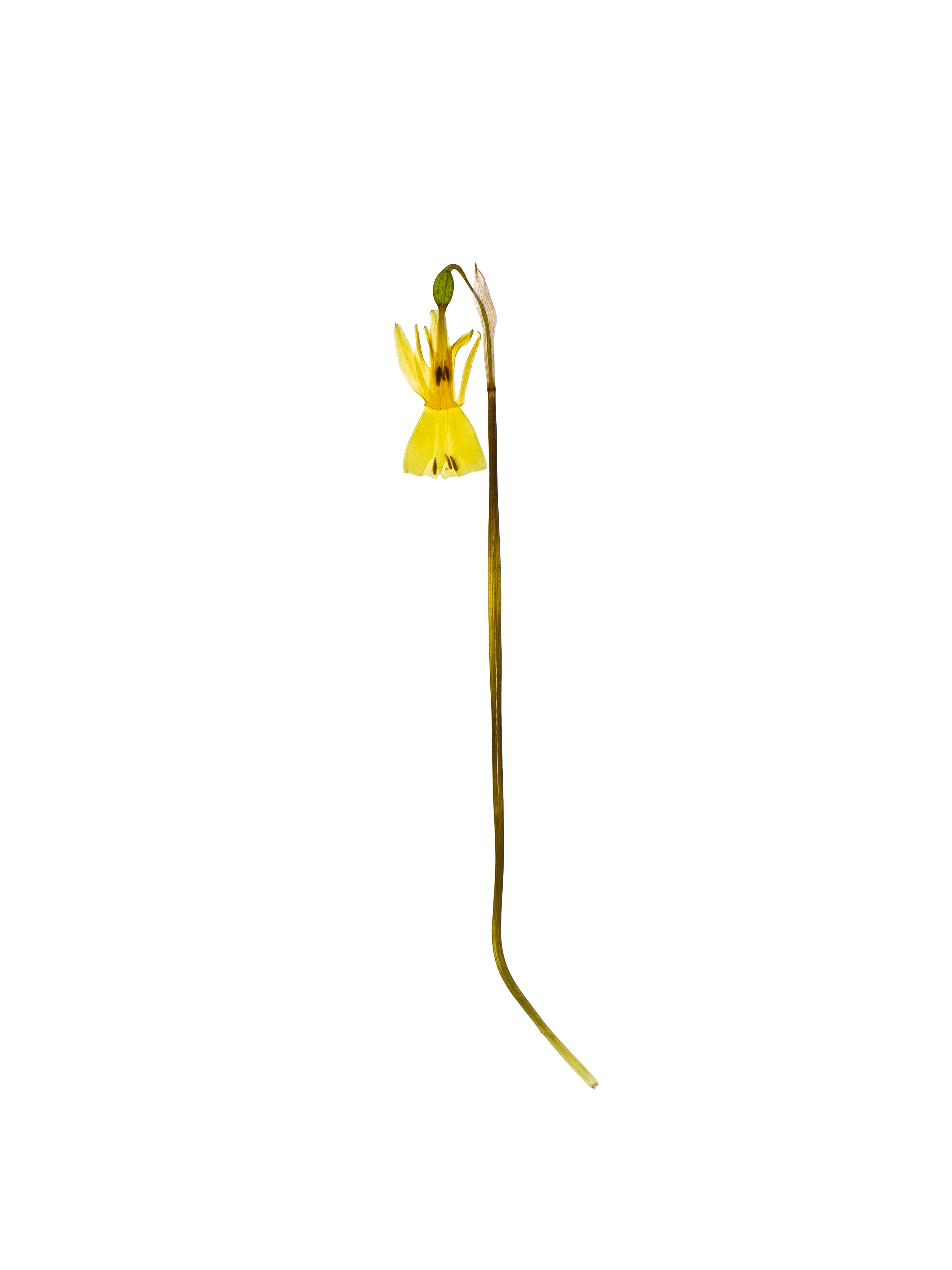 Narcissus triandrus (Angel’s tears daffodil) — Backlit, Cercedilla, Spain, 2023