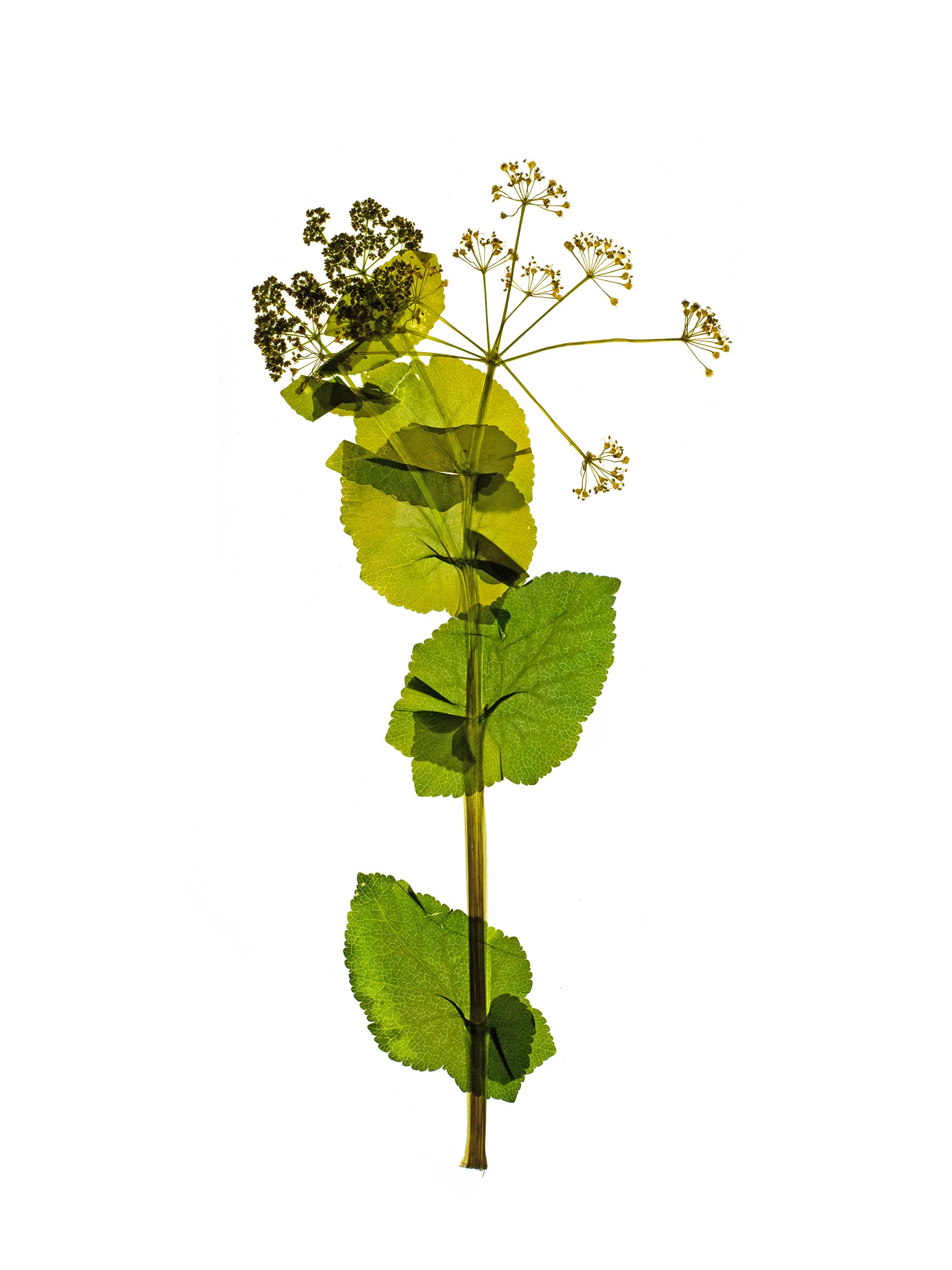Smyrnium perfoliatum (Horse parsley) — Backlit, Prague, Czech Republic, 2018