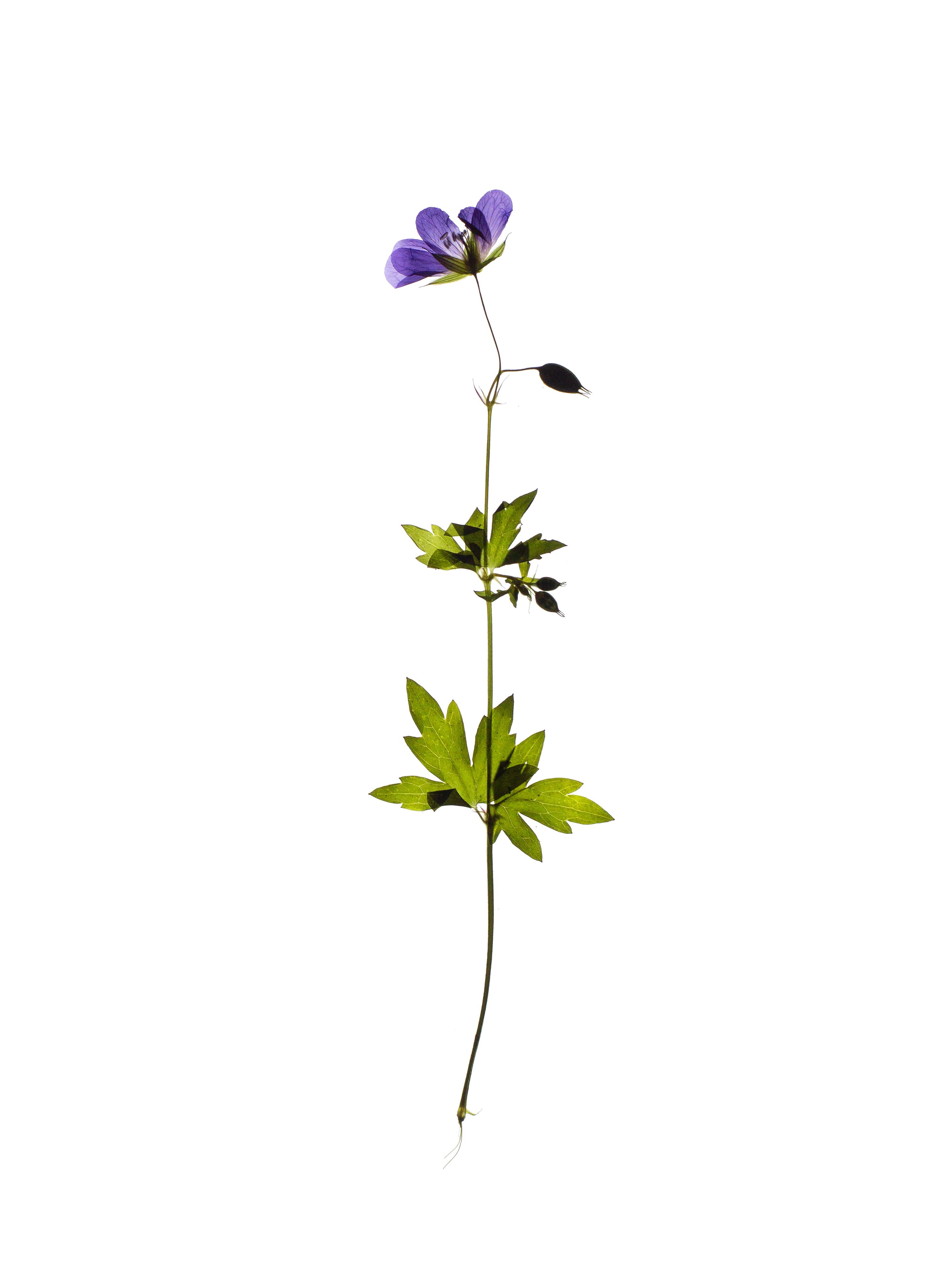 Geranium sylvaticum (Wood cranesbill) — Backlit, Pliezhausen, Germany, 2023