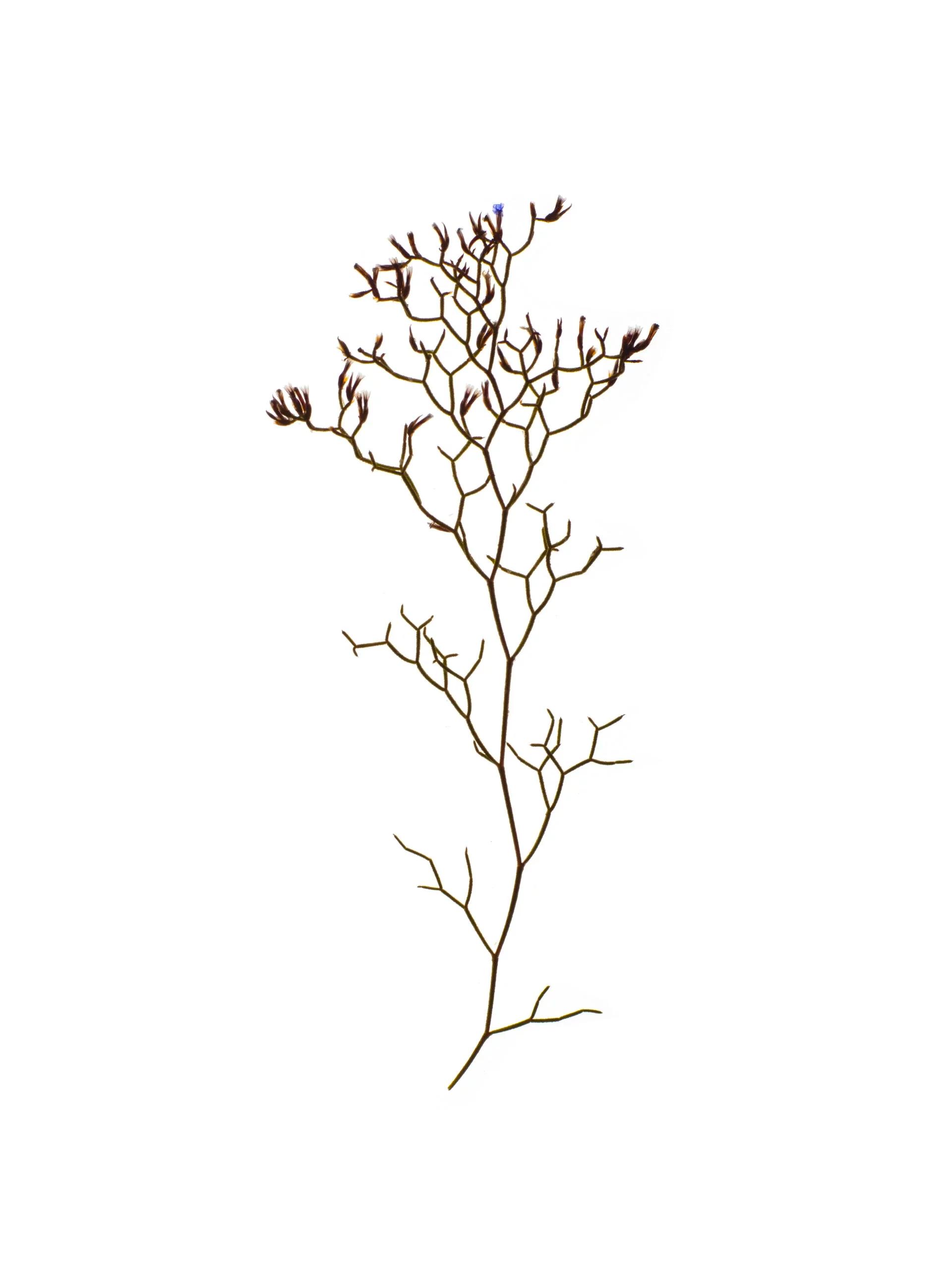 Limonium contortirameum (Twisted sea lavender) — Corsica, France, 2023