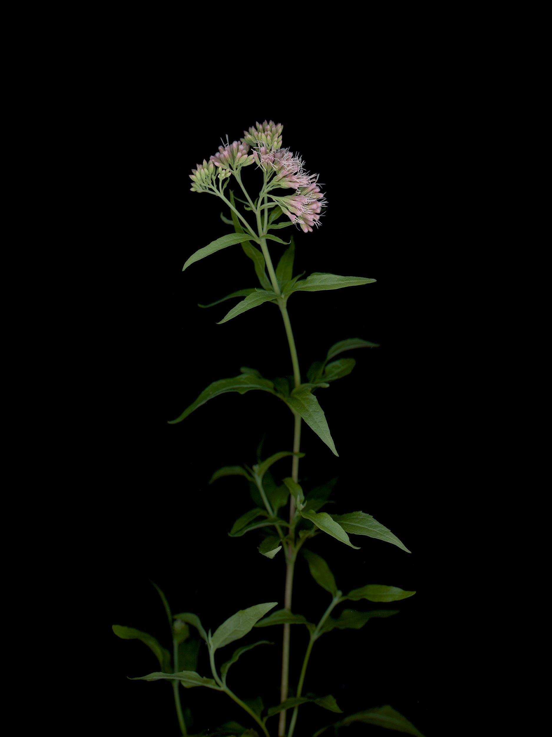 Eupatorium cannabinum (Hemp-agrimony) — HD Scan, Thalkirchen, Germany, 2025